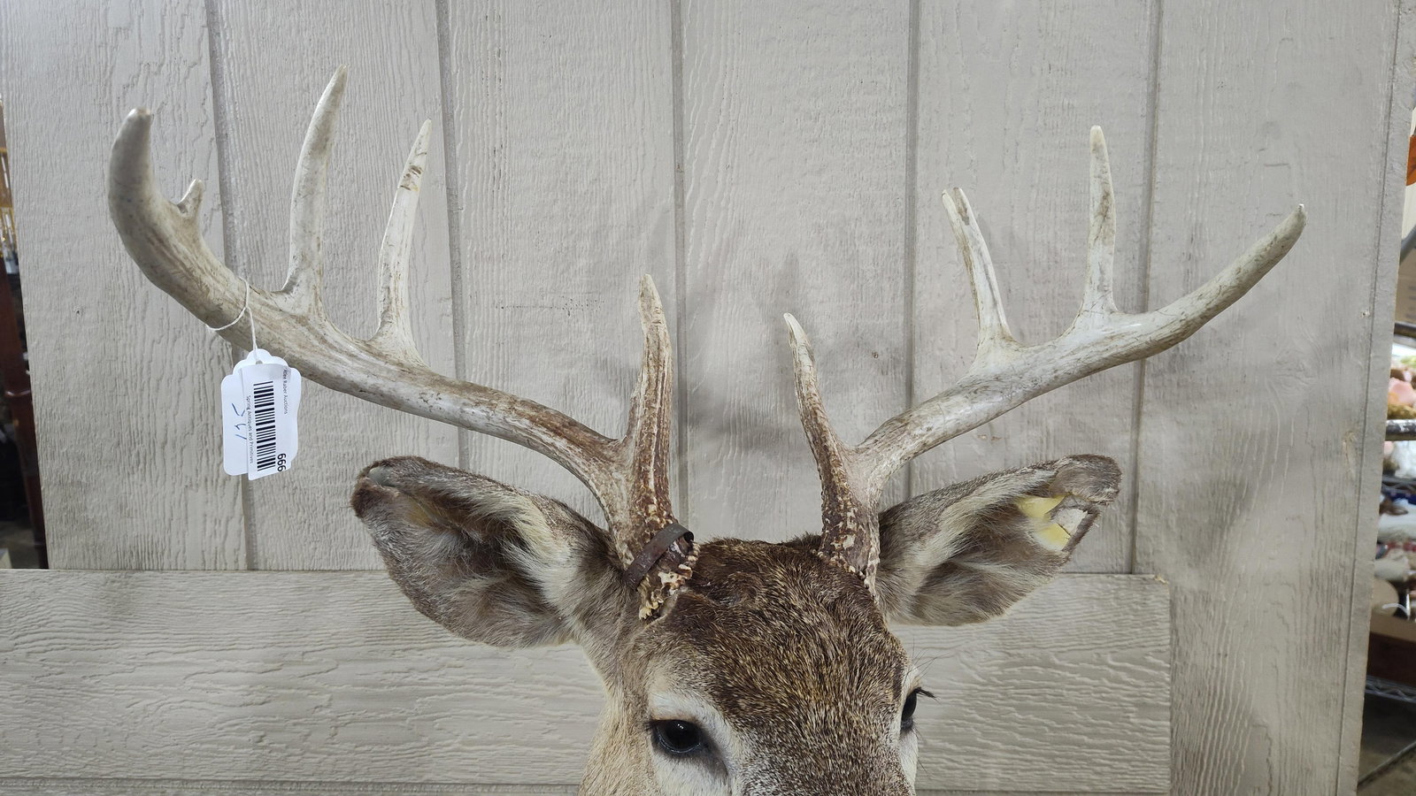 9 Point White Tail Mount - 2
