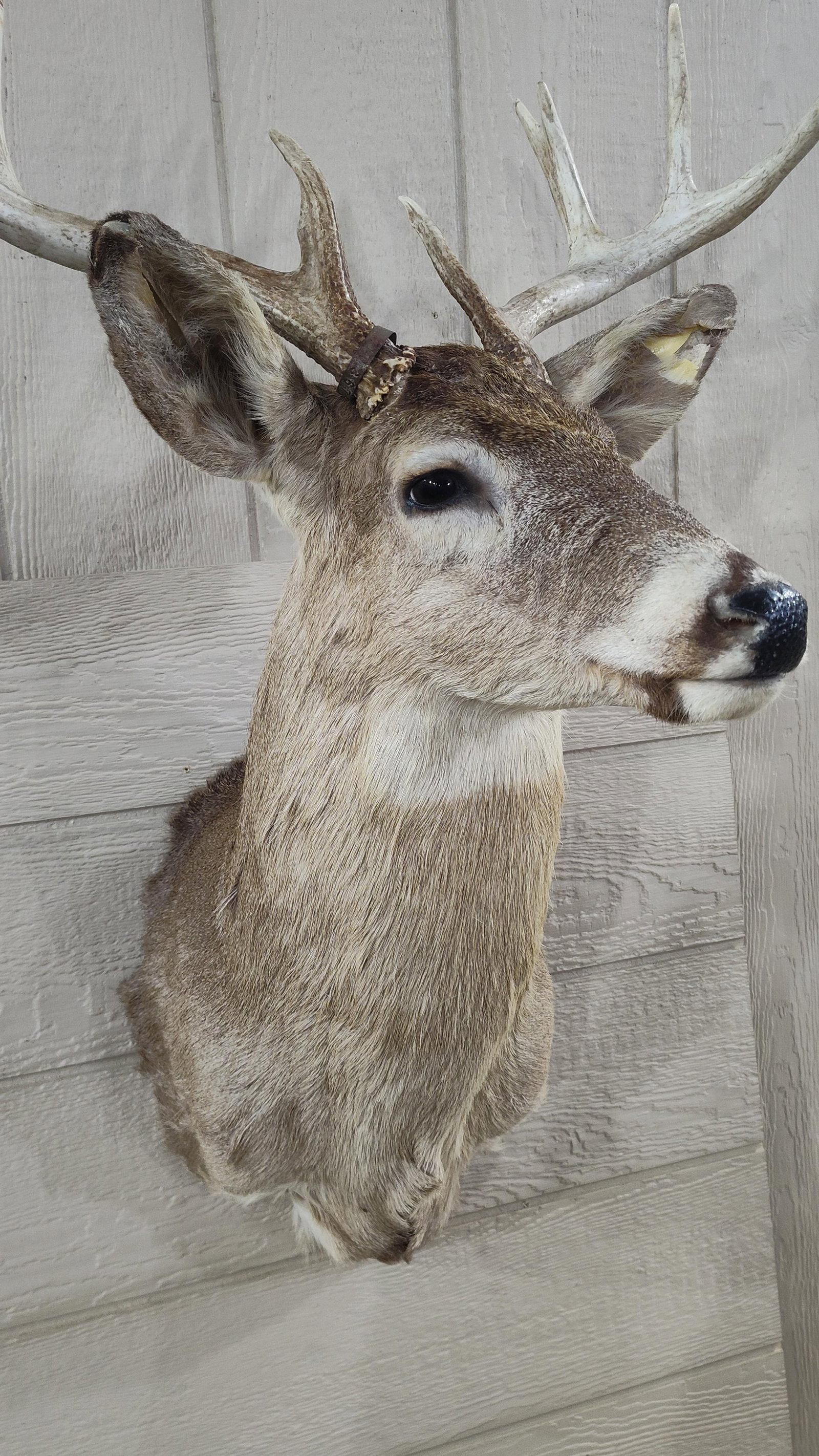9 Point White Tail Mount - 3