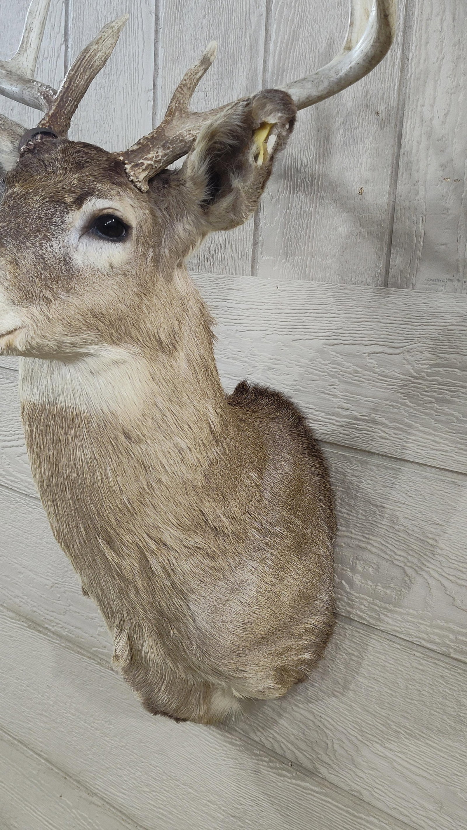 9 Point White Tail Mount - 4