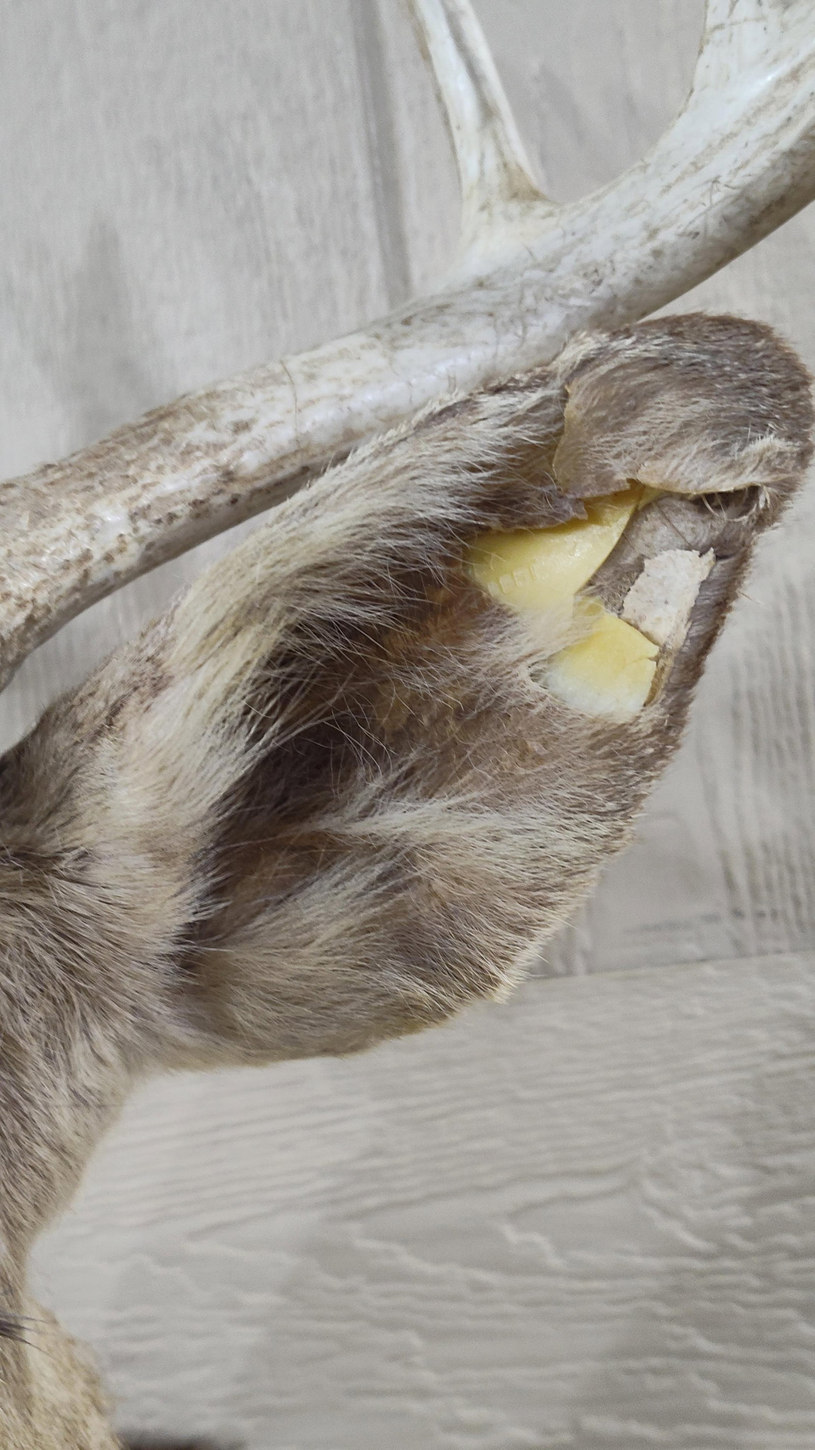 9 Point White Tail Mount - 5