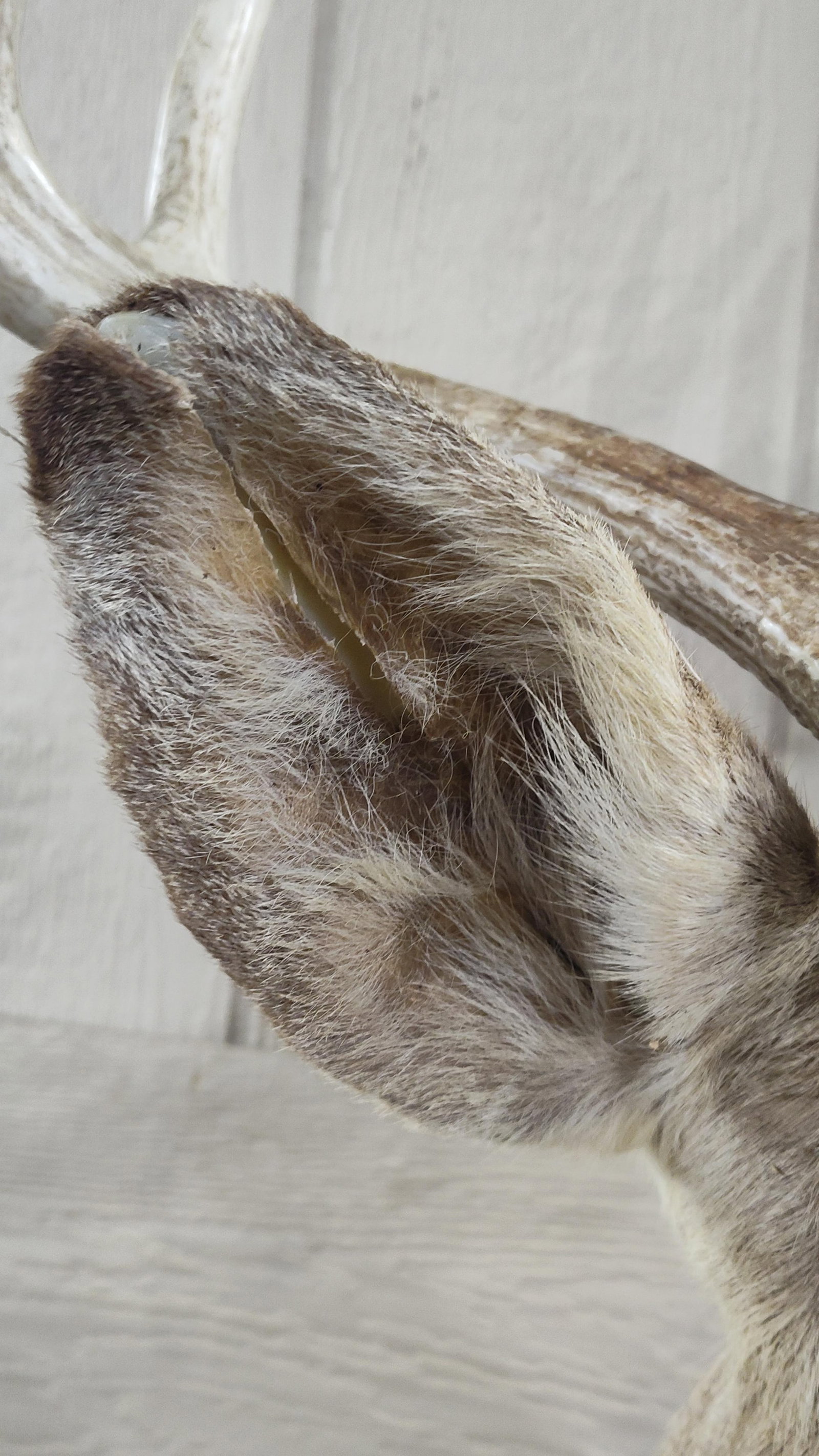 9 Point White Tail Mount - 6