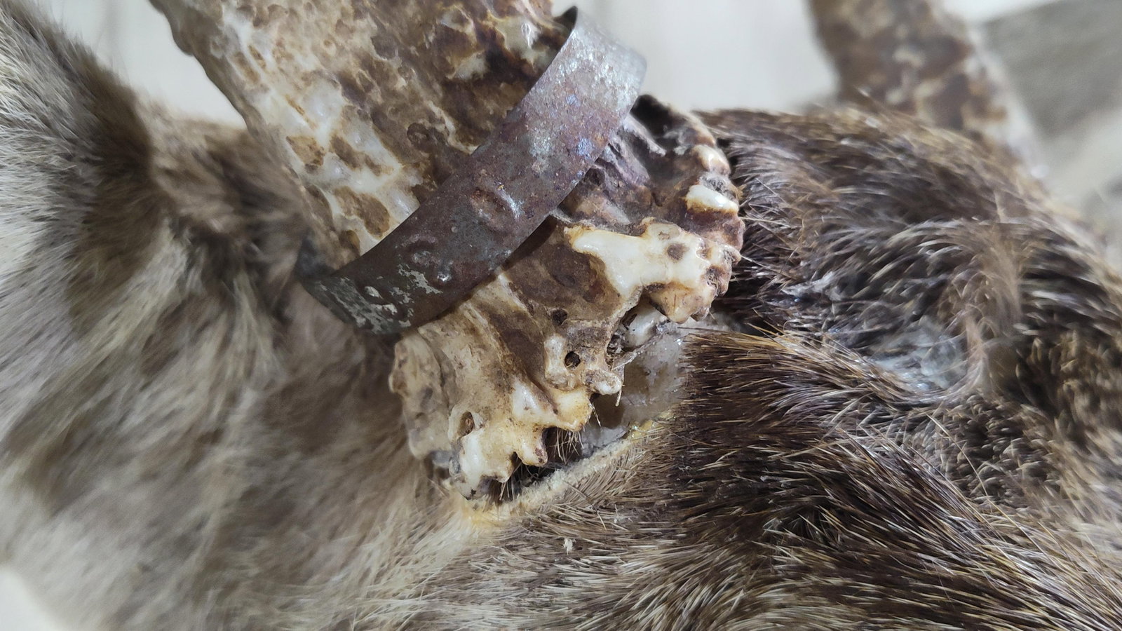 9 Point White Tail Mount - 7