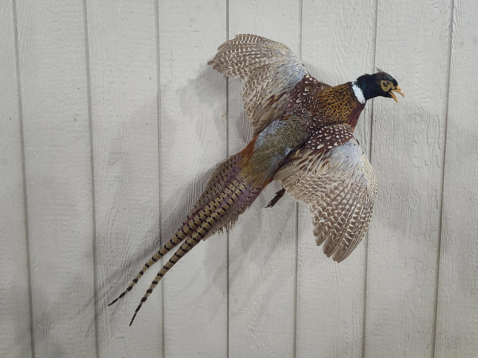 Mounted Pheasant In Flight: Mounted to wooden wall plate. Approx 32x24