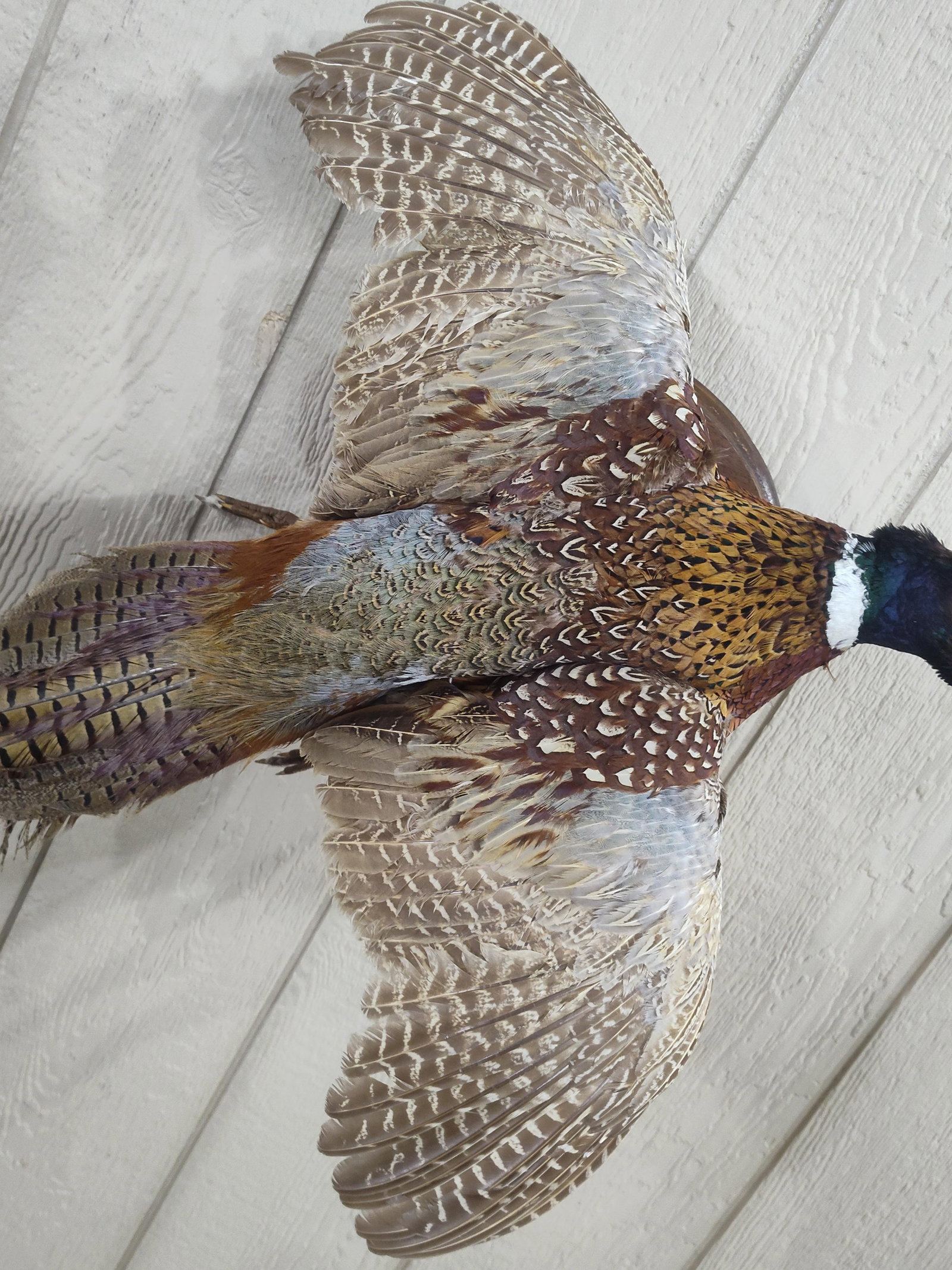 Mounted Pheasant In Flight - 2