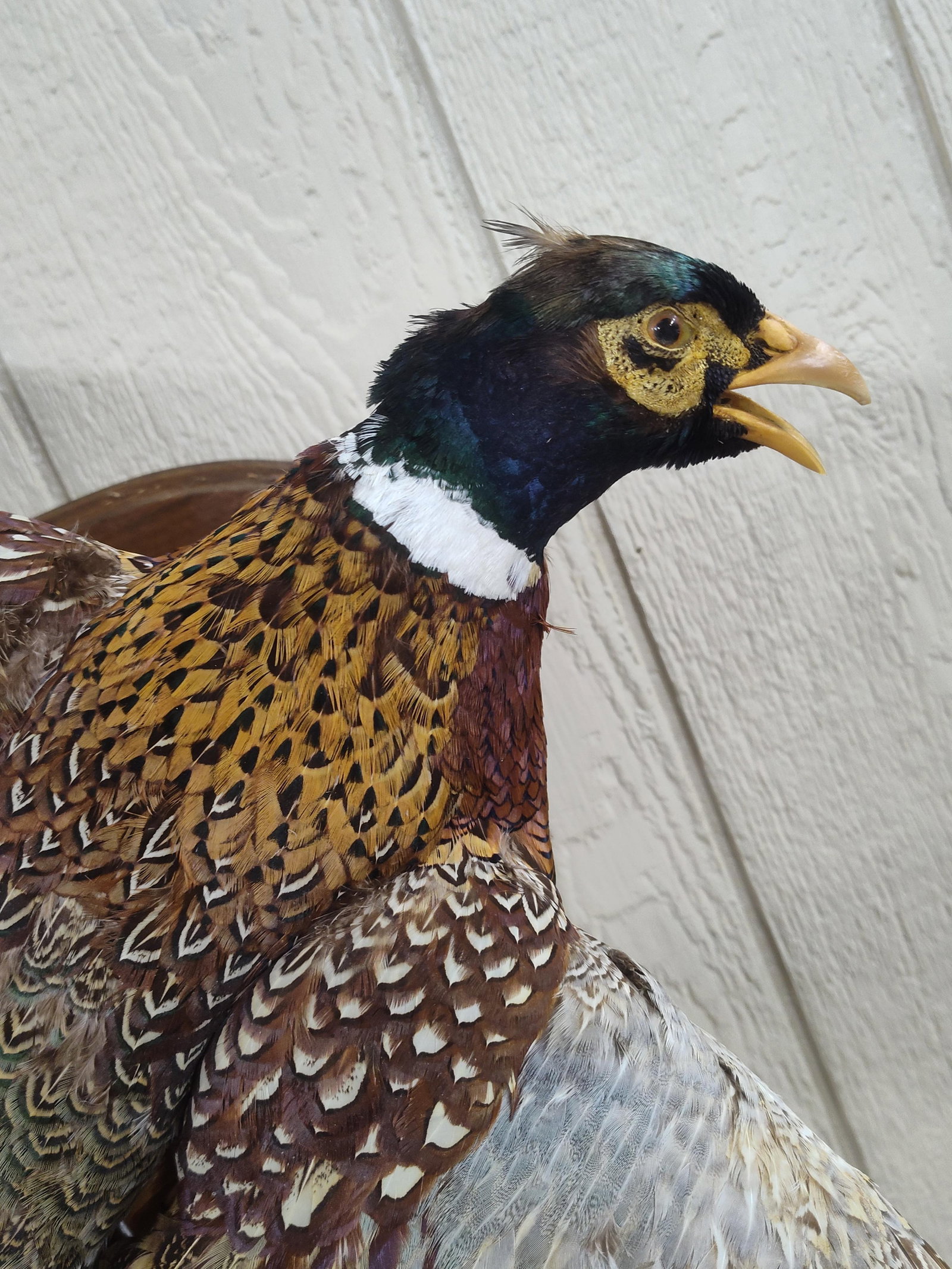 Mounted Pheasant In Flight - 3