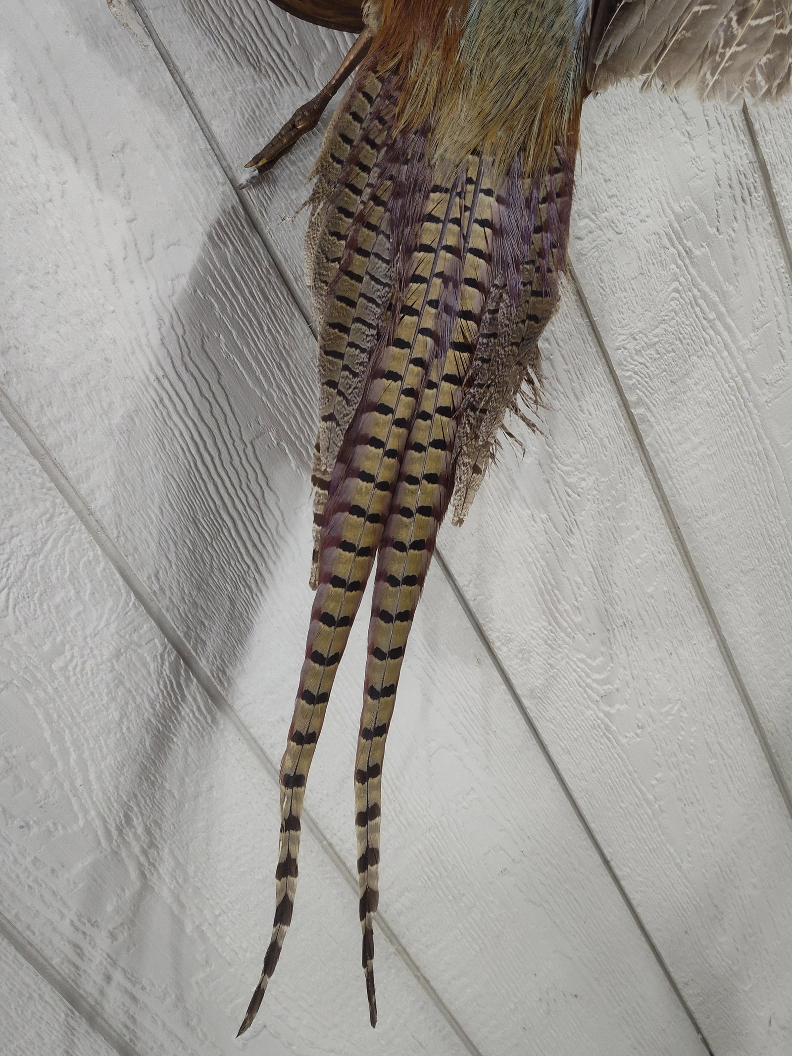 Mounted Pheasant In Flight - 4
