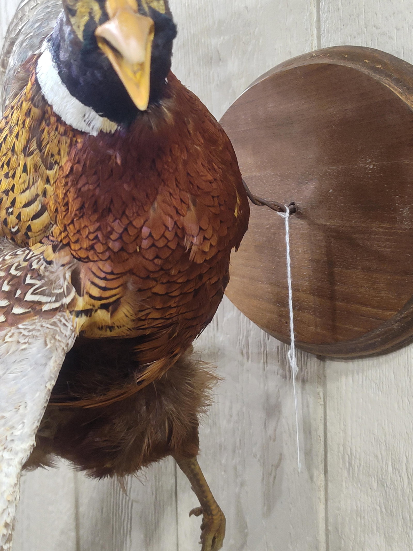 Mounted Pheasant In Flight - 5