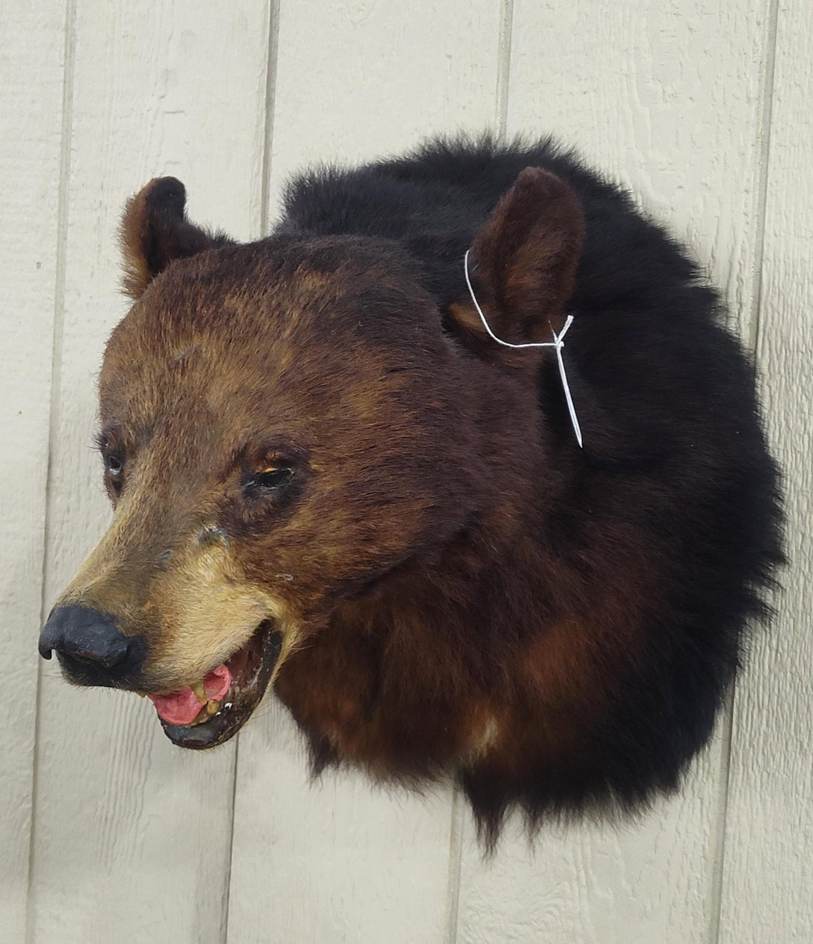 Brown Bear Shoulder Mount: This is an older mount but in nice clean condition. Extends about 21 inches from the wall 
