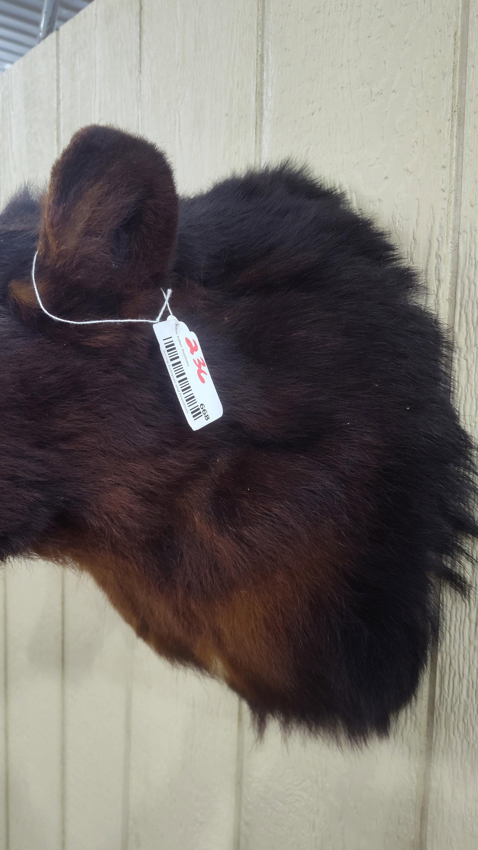 Brown Bear Shoulder Mount - 2