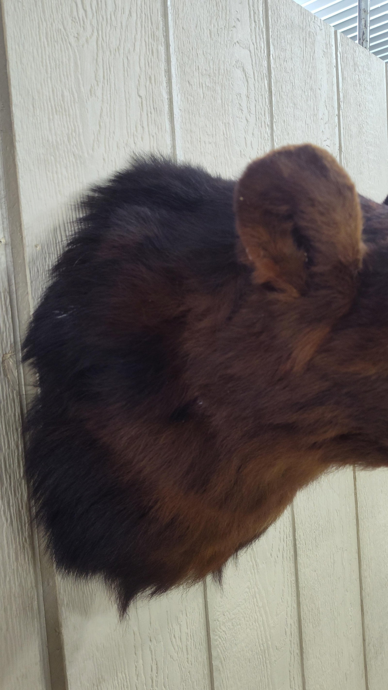 Brown Bear Shoulder Mount - 3