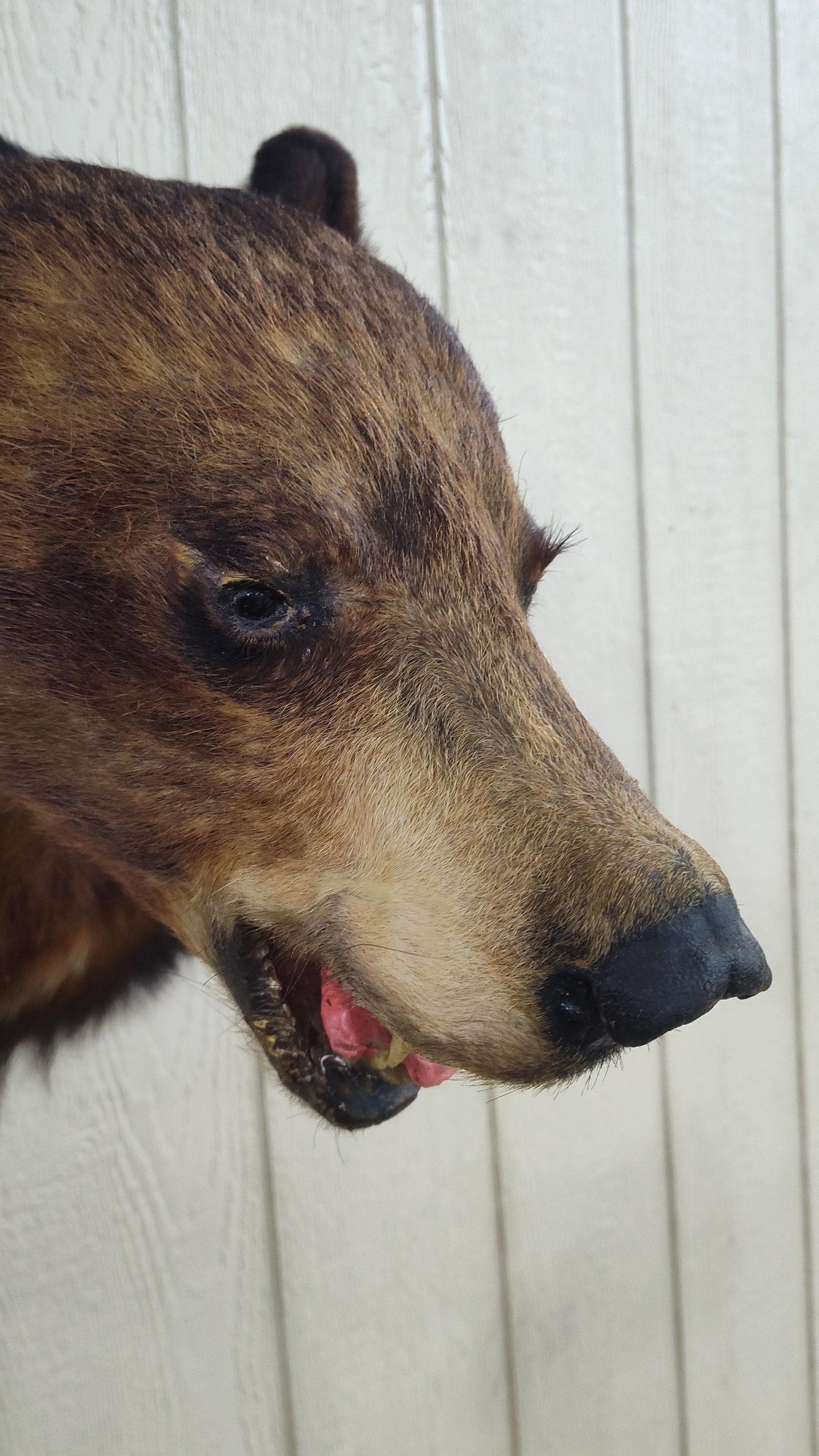Brown Bear Shoulder Mount - 4