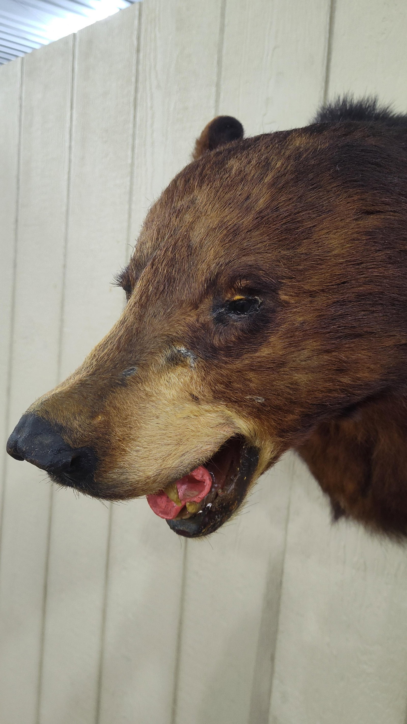 Brown Bear Shoulder Mount - 5