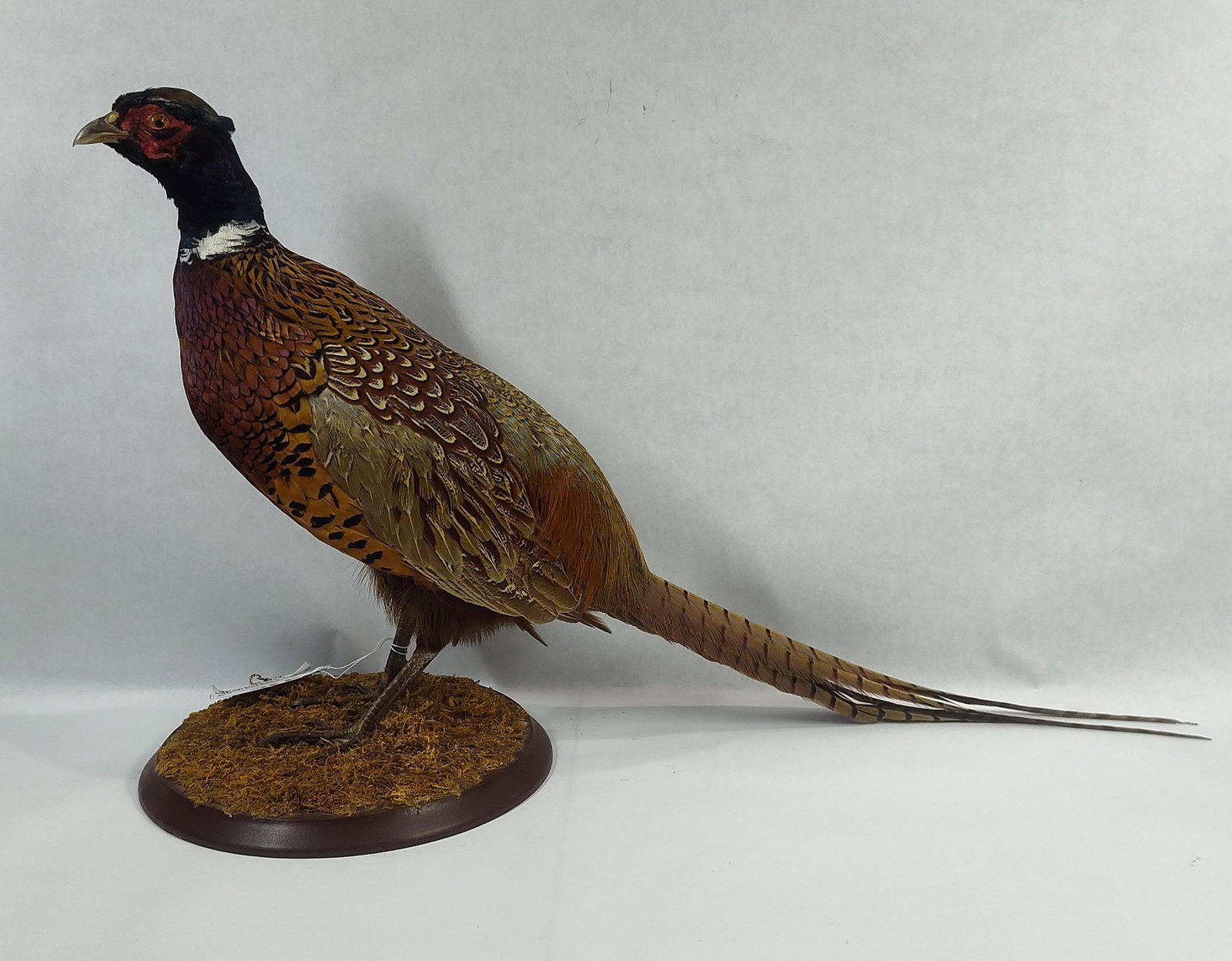 Ring Neck Pheasant: 17 inches tall fixed to a wooden base. 