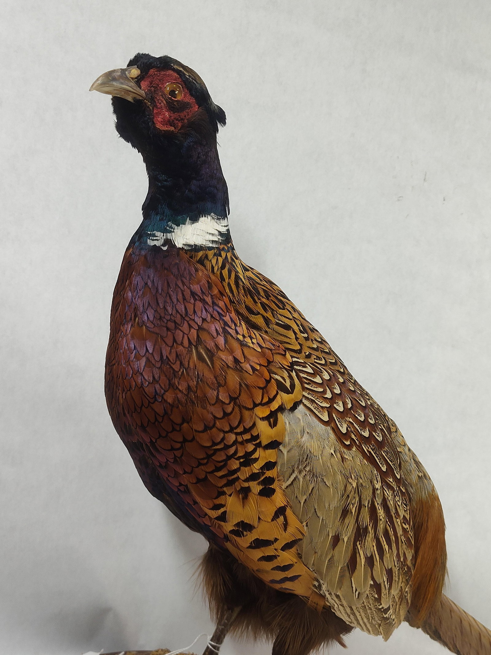 Ring Neck Pheasant - 2
