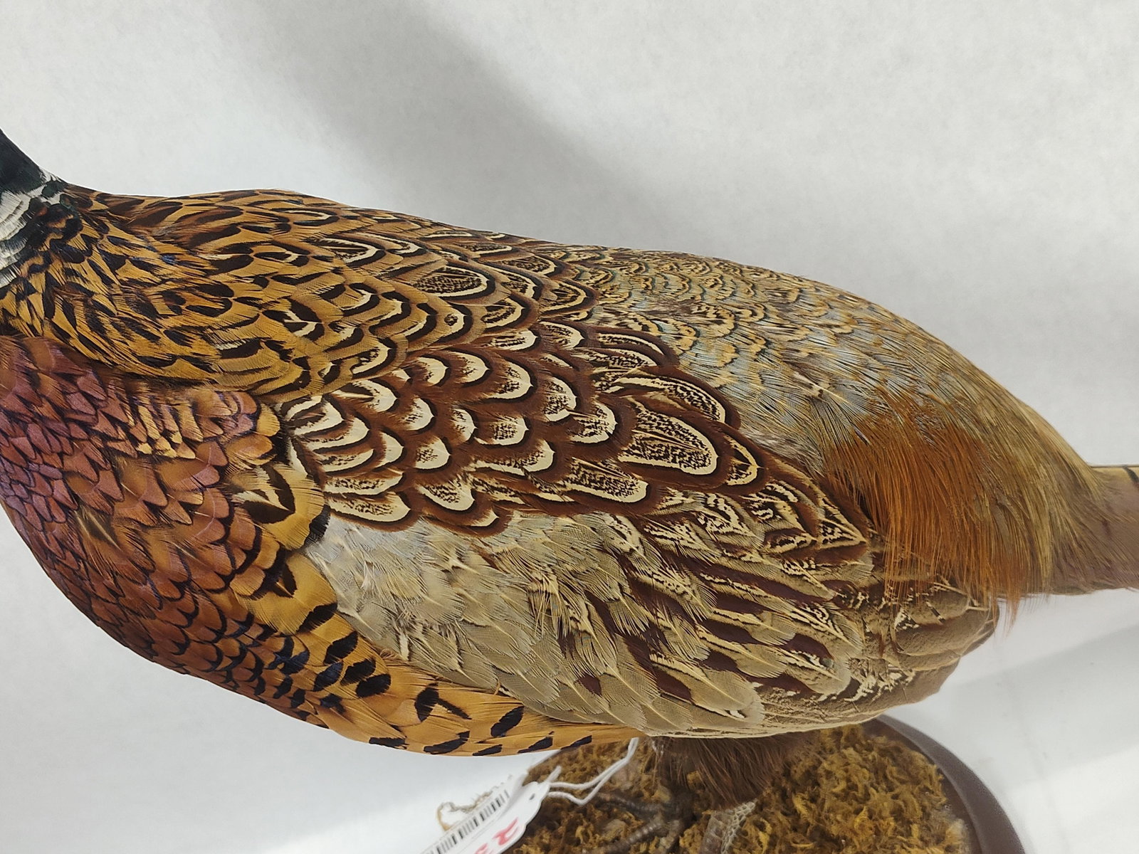 Ring Neck Pheasant - 3