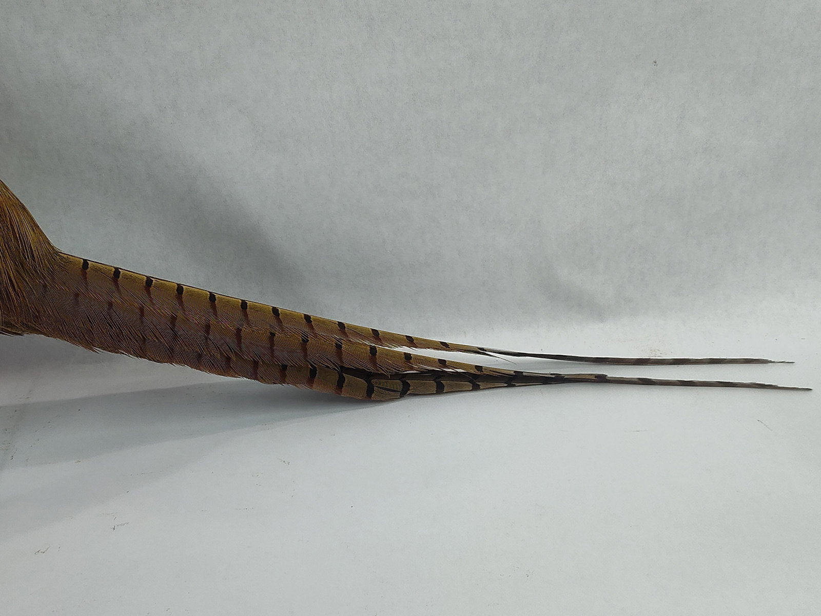 Ring Neck Pheasant - 4