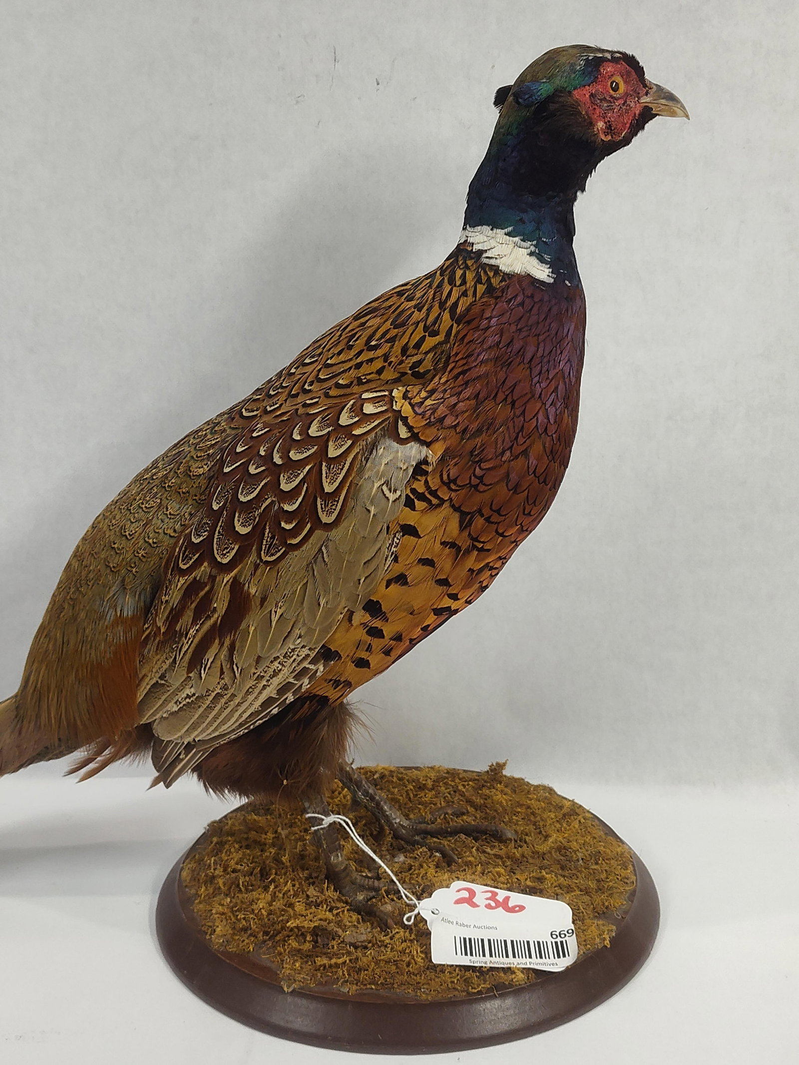 Ring Neck Pheasant - 5