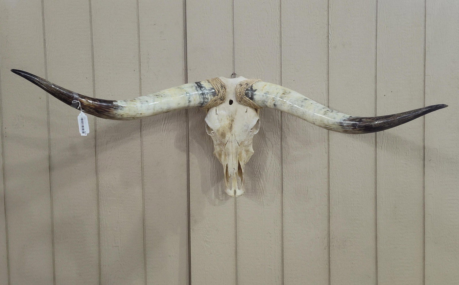 Texas Longhorn Skull with Horns: 50 inch spread. Ropes wrapped at base of horns. Nose bone is fragile with a slight wiggle. 