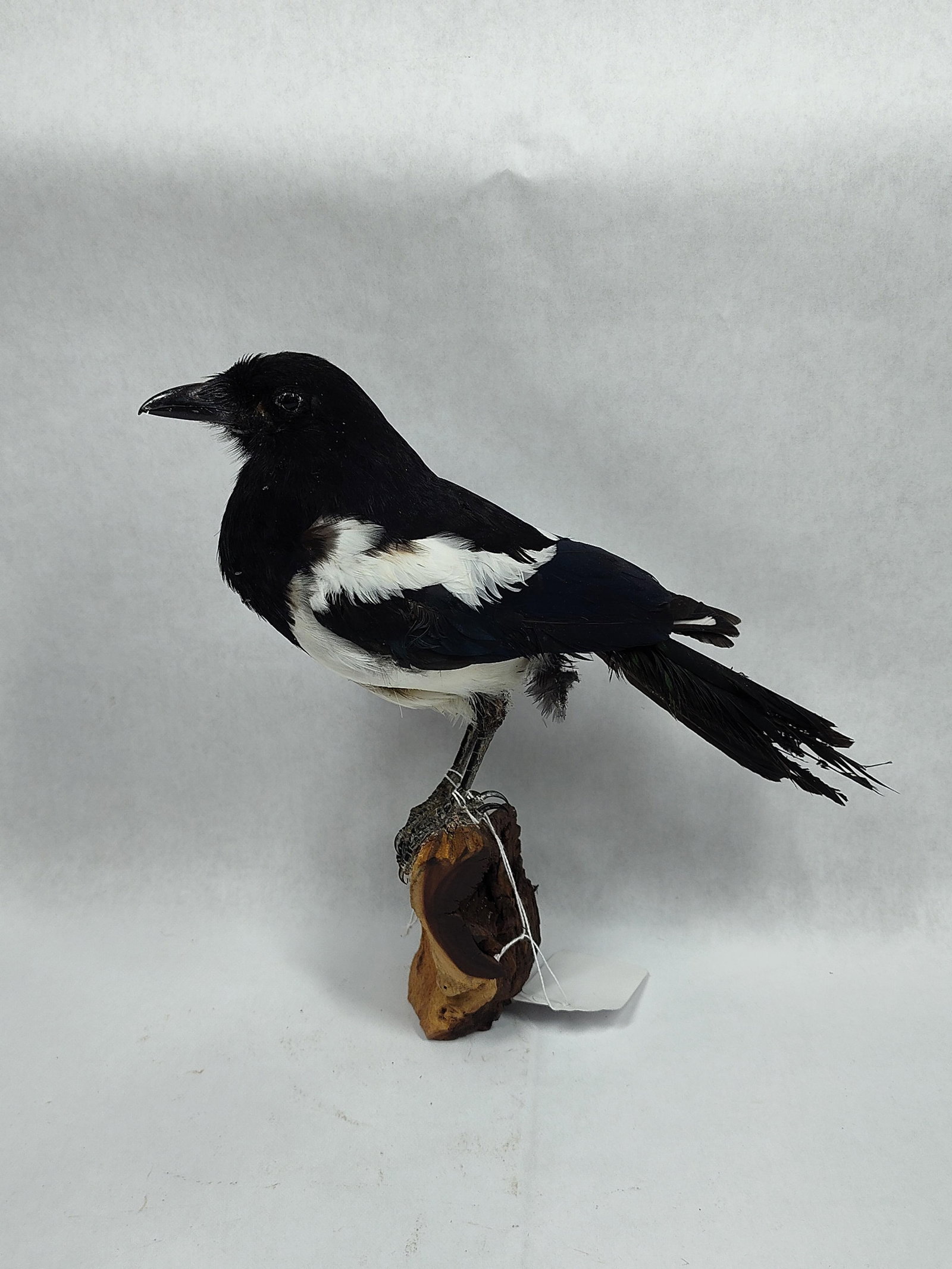 Taxidermy Full Body Magpie: Perched on wood base. Approximately 12in long 11in tall.