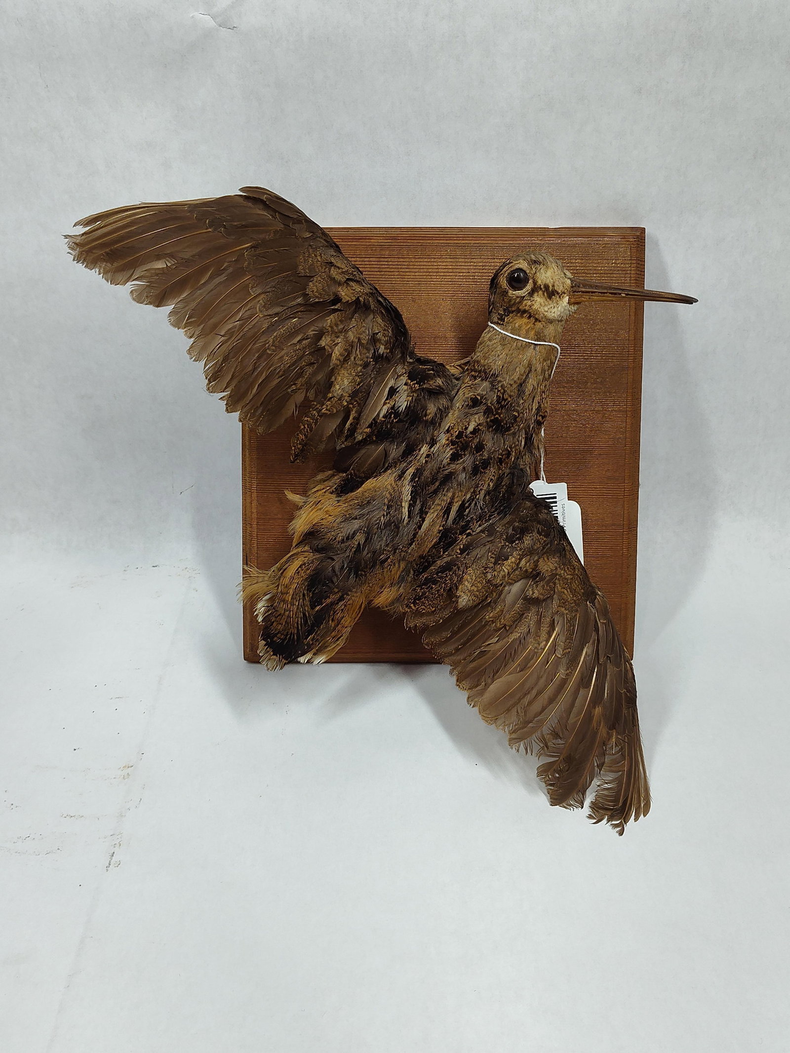 Taxidermy Full Body in Flight Snipe: Mounted on wooden plaque. 16in wing span.