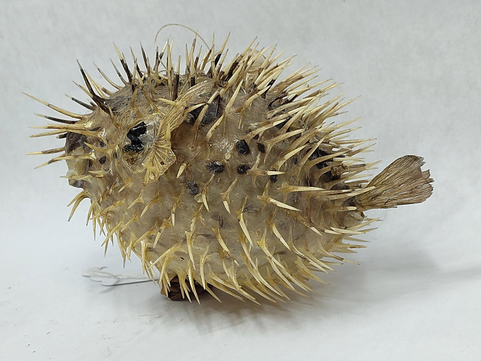 Taxidermy Blowfish: Small taxidermy mounted Blowfish porcupine like quills. Approximately 5in long 4in tall.