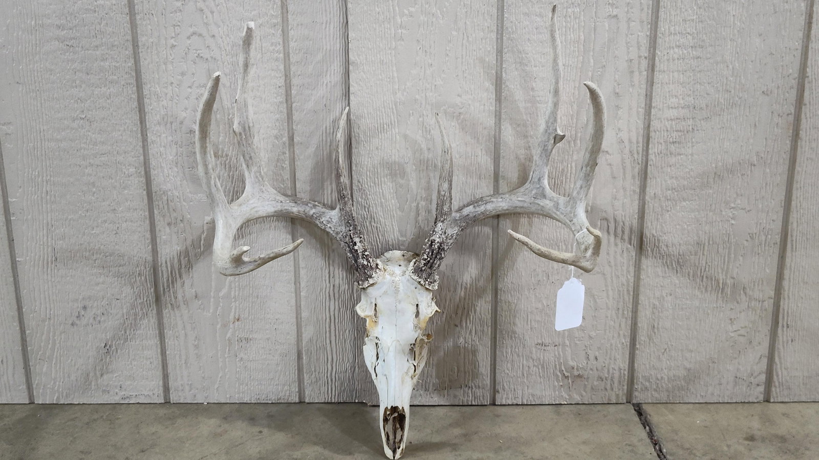 White-tailed Deer European Skull Mount with 10-Point Antler Rack (1 of 5)