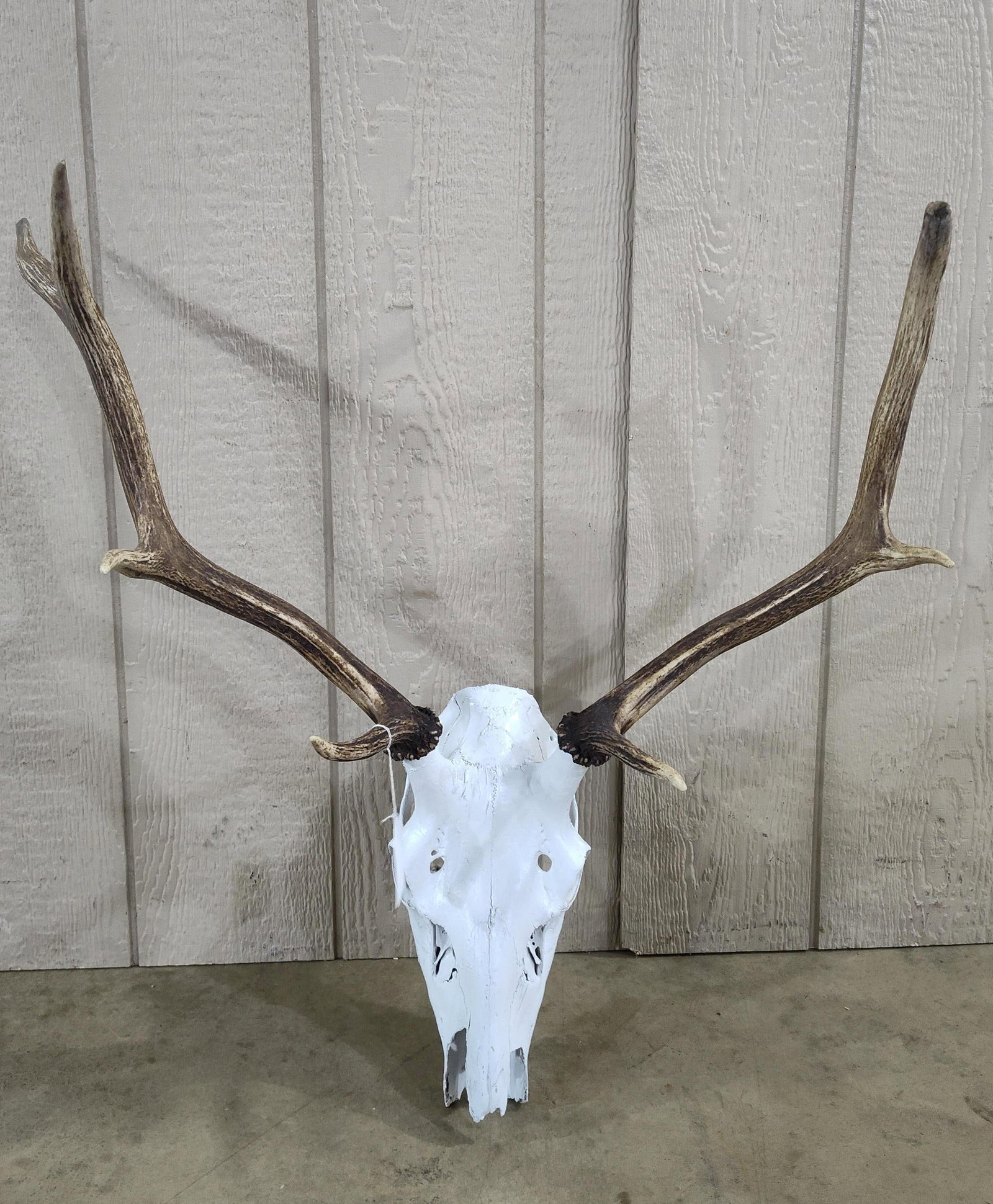 European Mount Young Elk Skull and 6 Point Antlers (1 of 4)