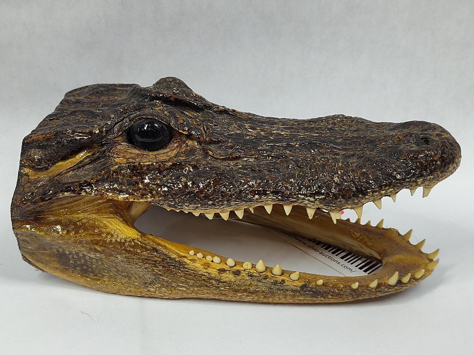 American Alligator Taxidermy Head Mount (1 of 2)