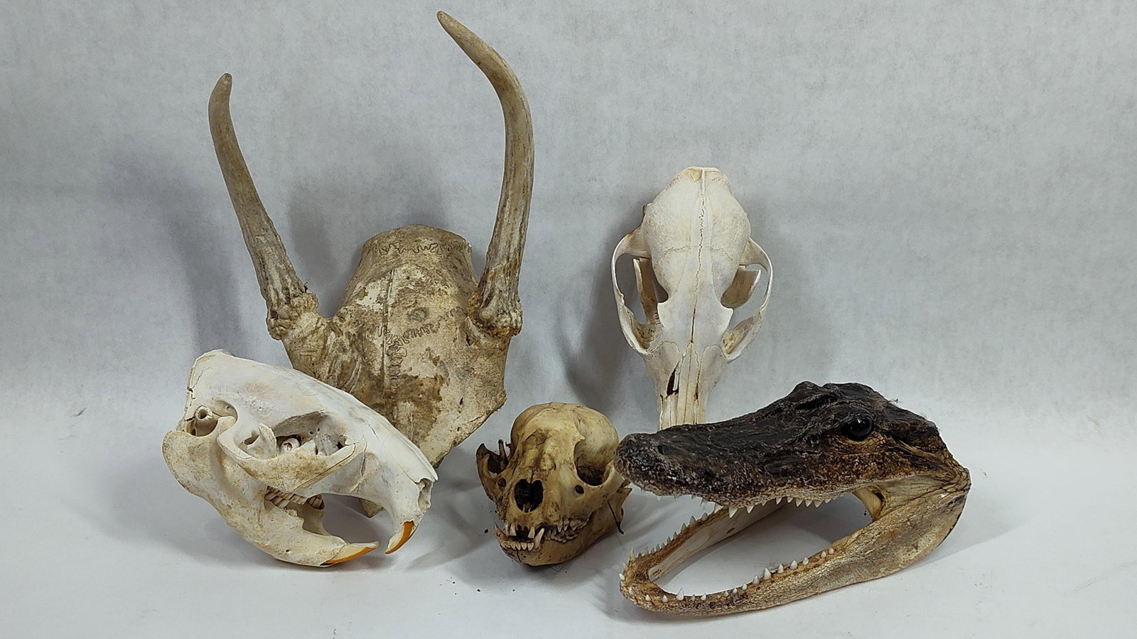 Five North American Natural History Specimens including Mammal Skulls and an Alligator Head: This collection consists of five natural history specimens native to North America. The group includes a beaver skull (Castor canadensis) featuring prominent, curved incisors with characteristic orang