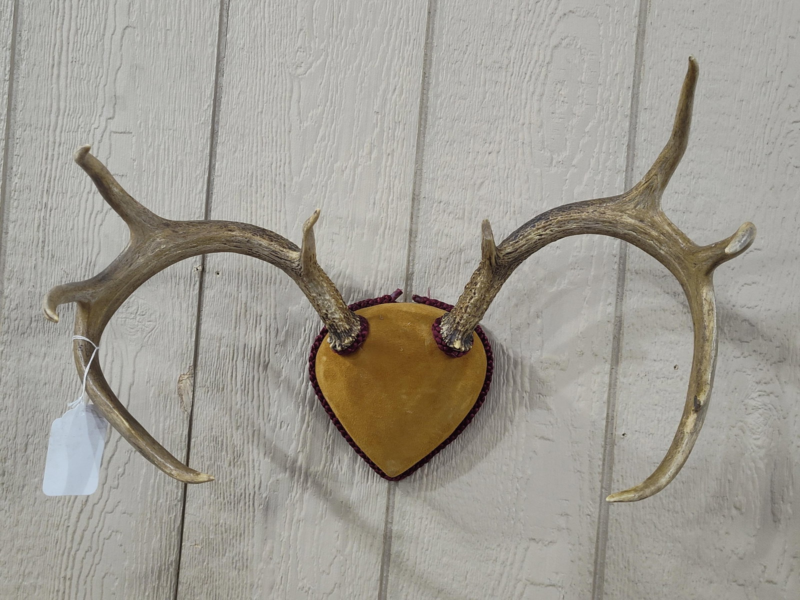 Four Mounted Whitetail Deer Antler Sets and One Individual Antler Tine: This lot consists of four mounted whitetail deer (Odocoileus virginianus) antler sets and one individual antler tine. Each set features a preserved skull plate that has been padded and covered in a ta