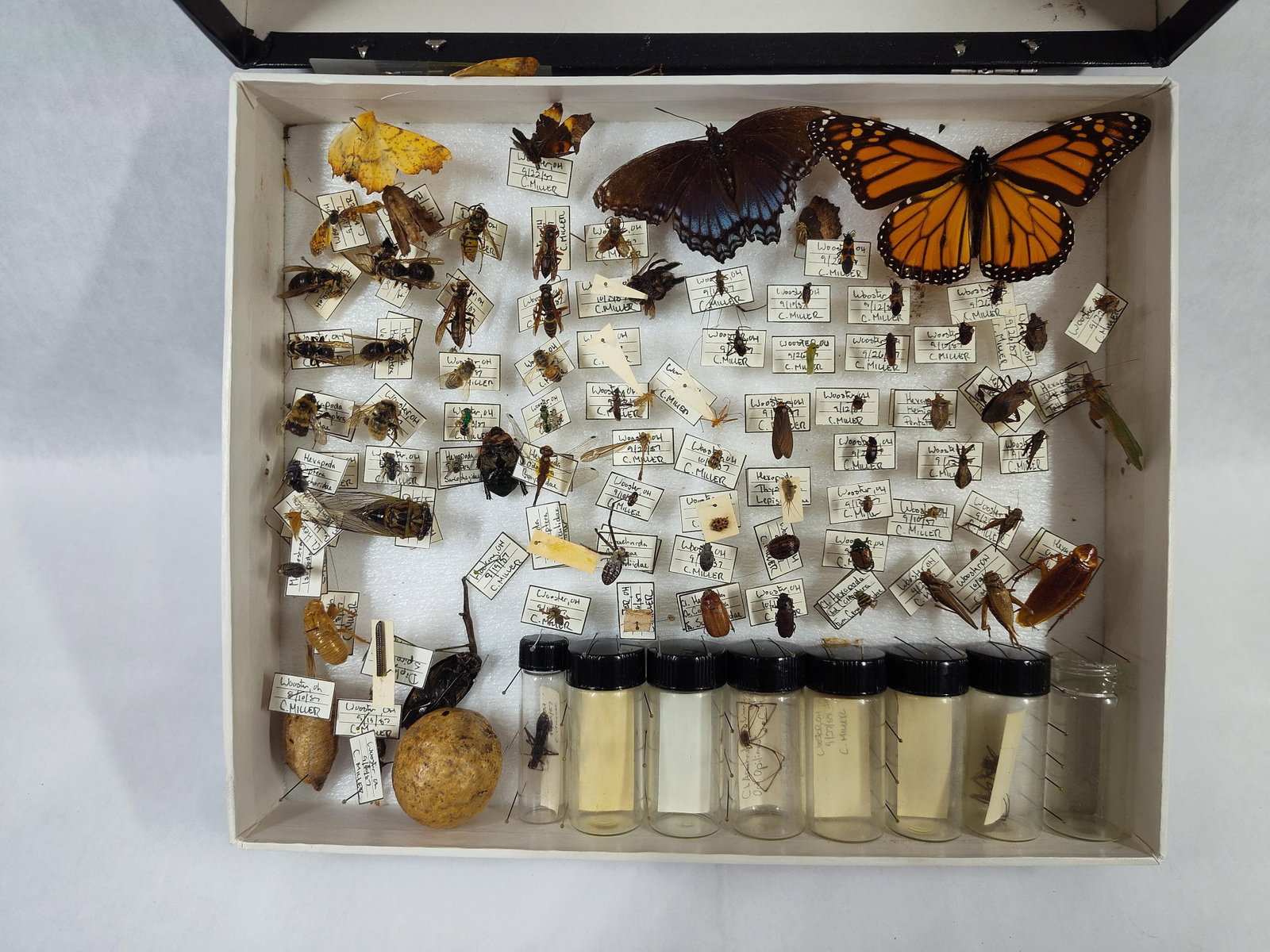 Entomological and Arachnological Specimens Collected by C. Miller, 1987: This is an extensivecollection of North American insect and arachnid specimens, meticulously organized and labeled. The collection was compiled by C. Miller between September and October 1987, with ge