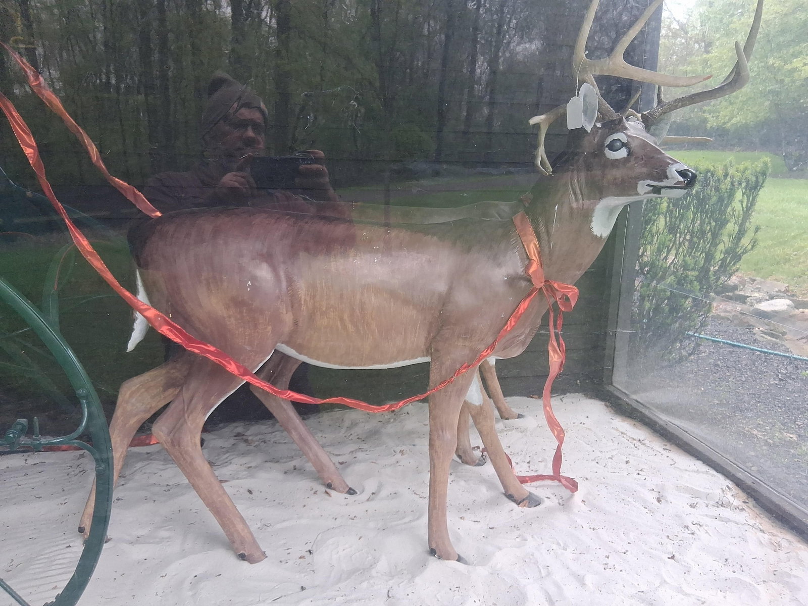 Pair White-Tailed Deer Buck Statues: 60 inches long. A pair of life-size decorative statues modeled after white-tailed deer bucks. The statues are constructed from a molded composite material with a hand-painted polychrome finish in