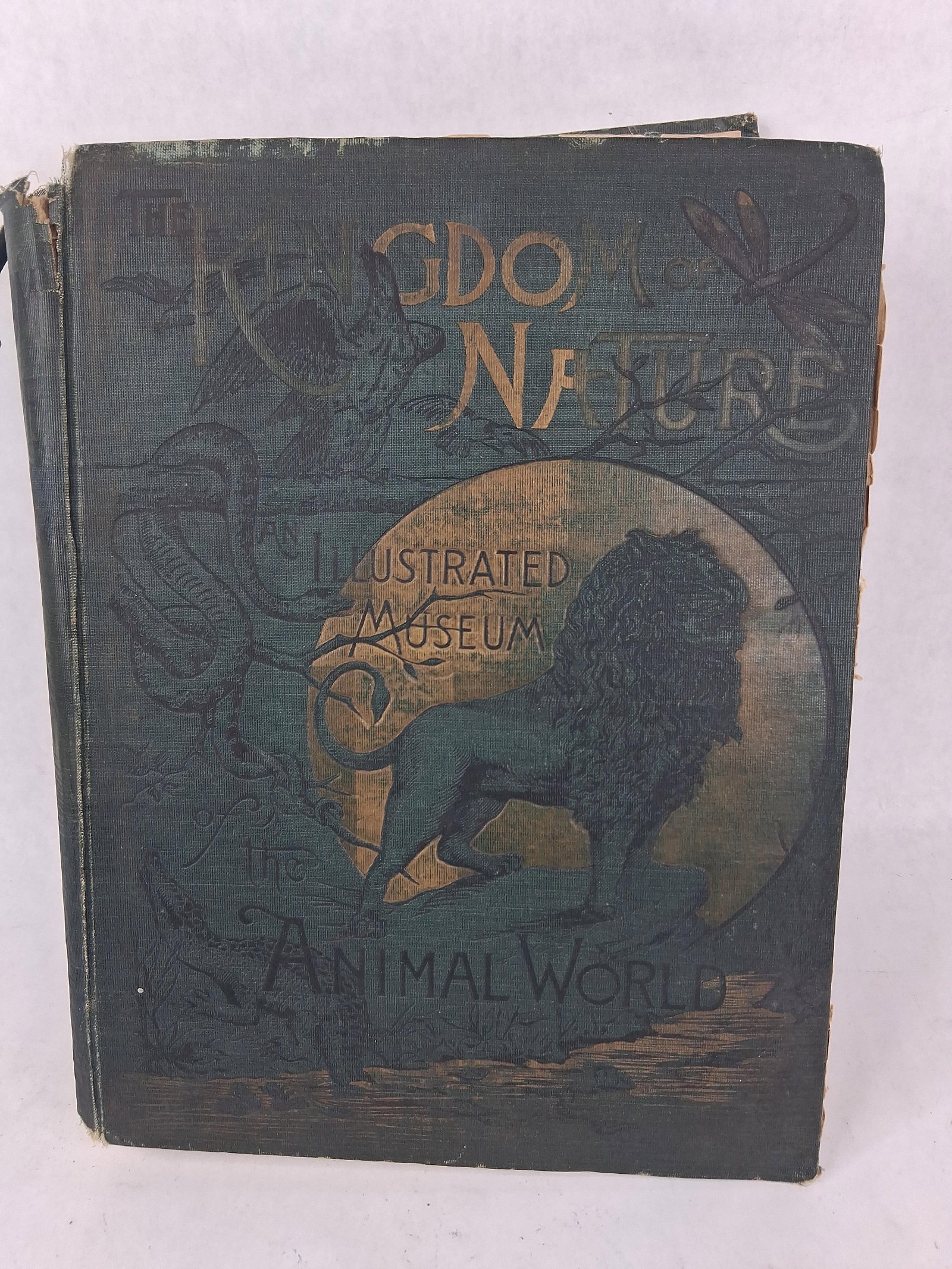 Mrs. Frank Leslie, Kingdom of Nature: Animal, 1888: This natural history compendium is identified as The Kingdom of Nature: An Illustrated Museum of the Animal World, copyrighted by Mrs. Frank Leslie in 1888. The large quarto-format volume is bound in