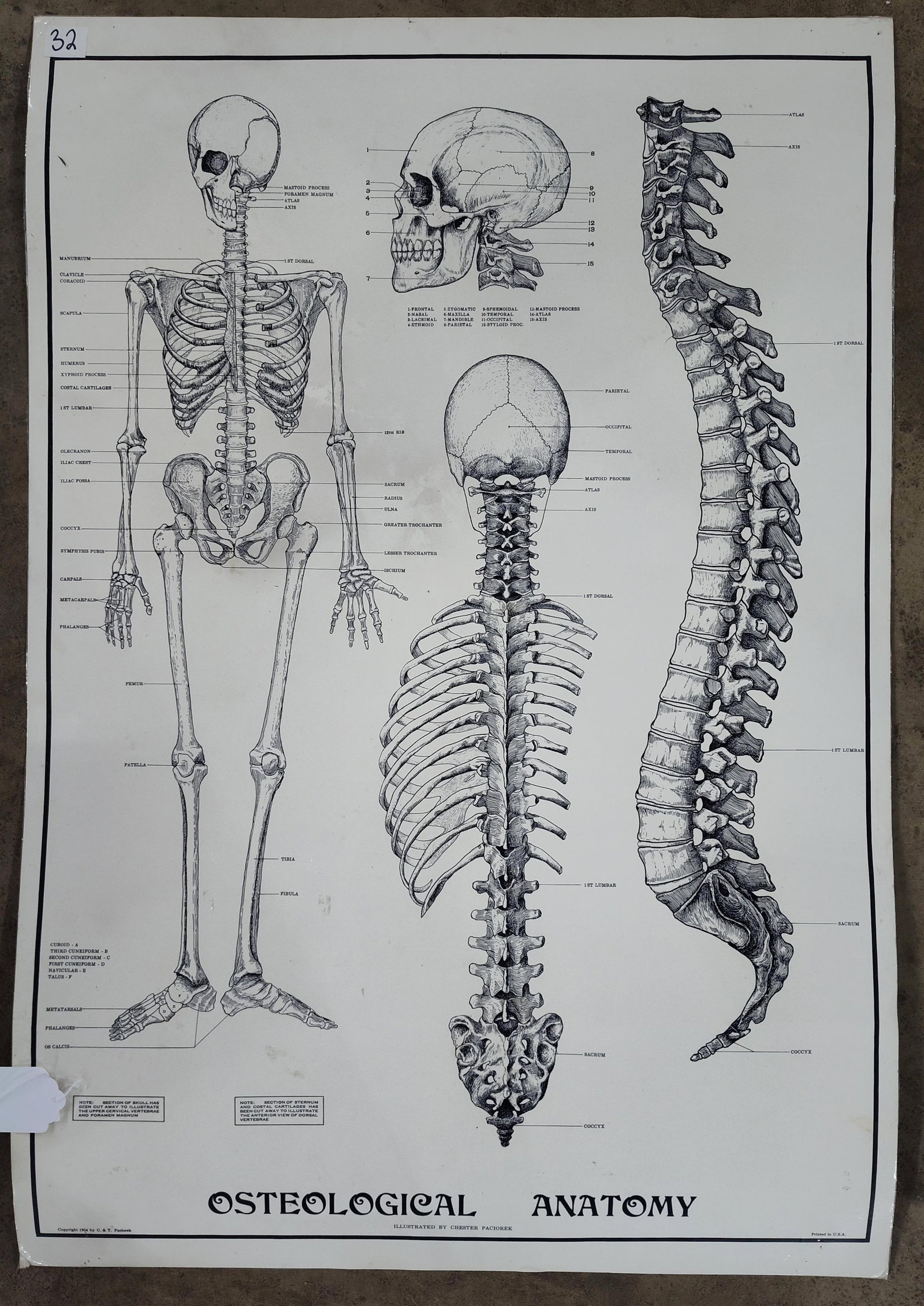 Chester Paciorek Osteological Anatomy Chart, 1954: 23 x 33.5 inches. This anatomical chart, titled Osteological Anatomy, features precise medical illustrations of the human skeletal system by Chester Paciorek. The work is printed in black ink on