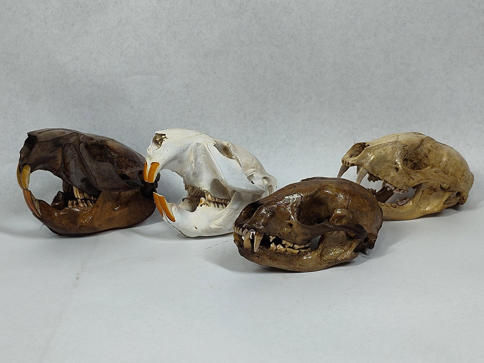North American Skulls: Beaver & Raccoon (1 of 3)