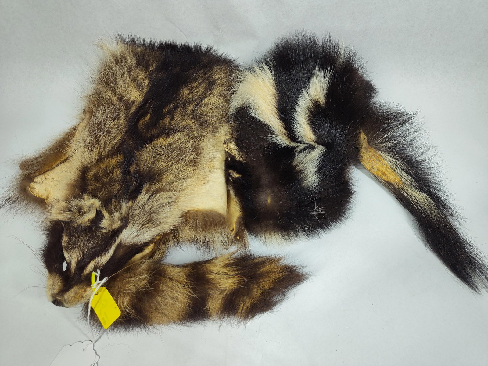Tanned Raccoon & Striped Skunk Pelts: This lot consists of two professionally tanned North American animal pelts: one raccoon (Procyon lotor) and one striped skunk (Mephitis mephitis). The raccoon pelt features variegated guard hairs in