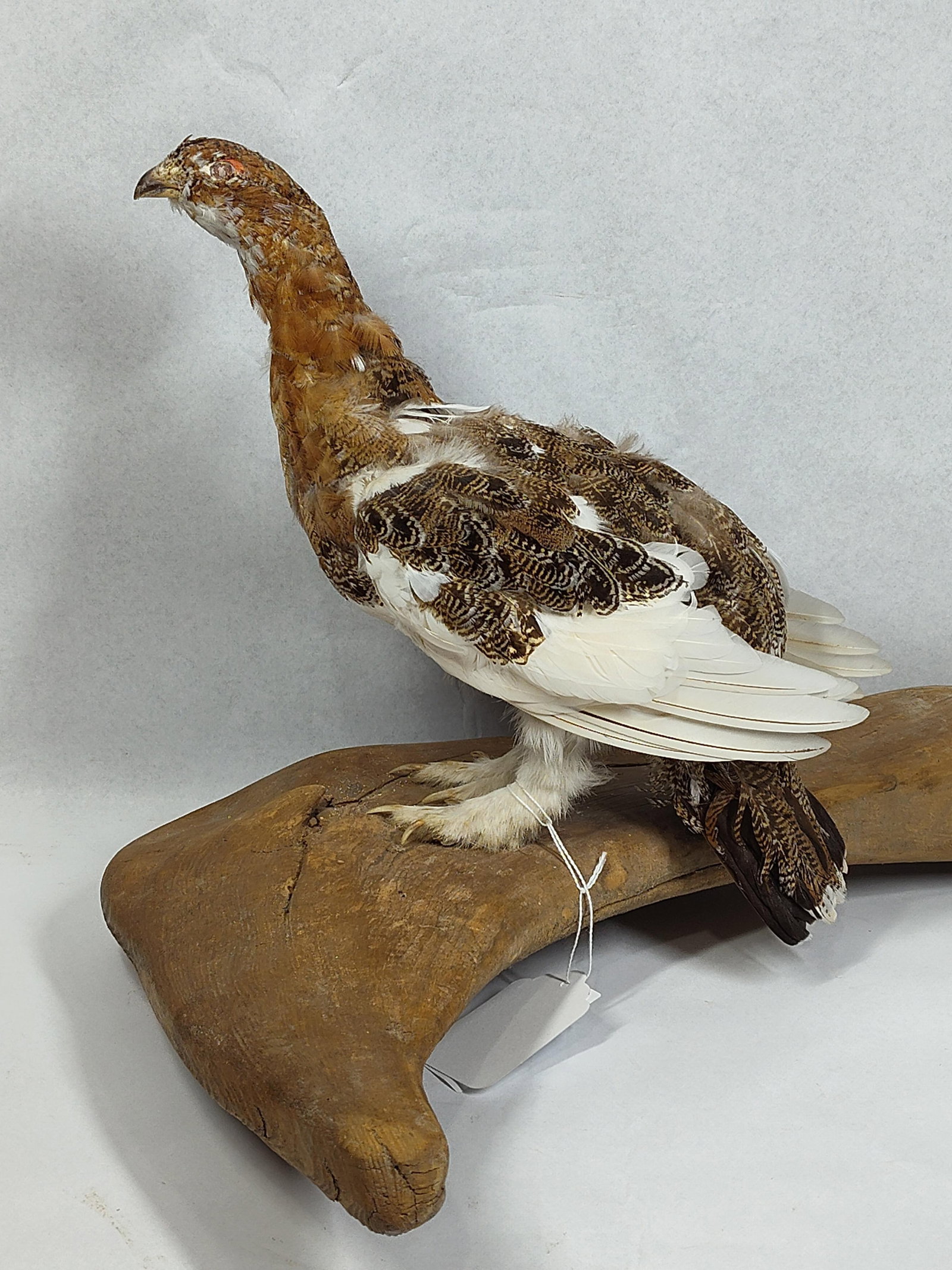 Willow Ptarmigan Taxidermy on Wood Base: This is a full-body taxidermy mount of a Willow Ptarmigan (Lagopus lagopus). The specimen is displayed in a standing pose, featuring mottled brown, black, and white plumage characteristic of its