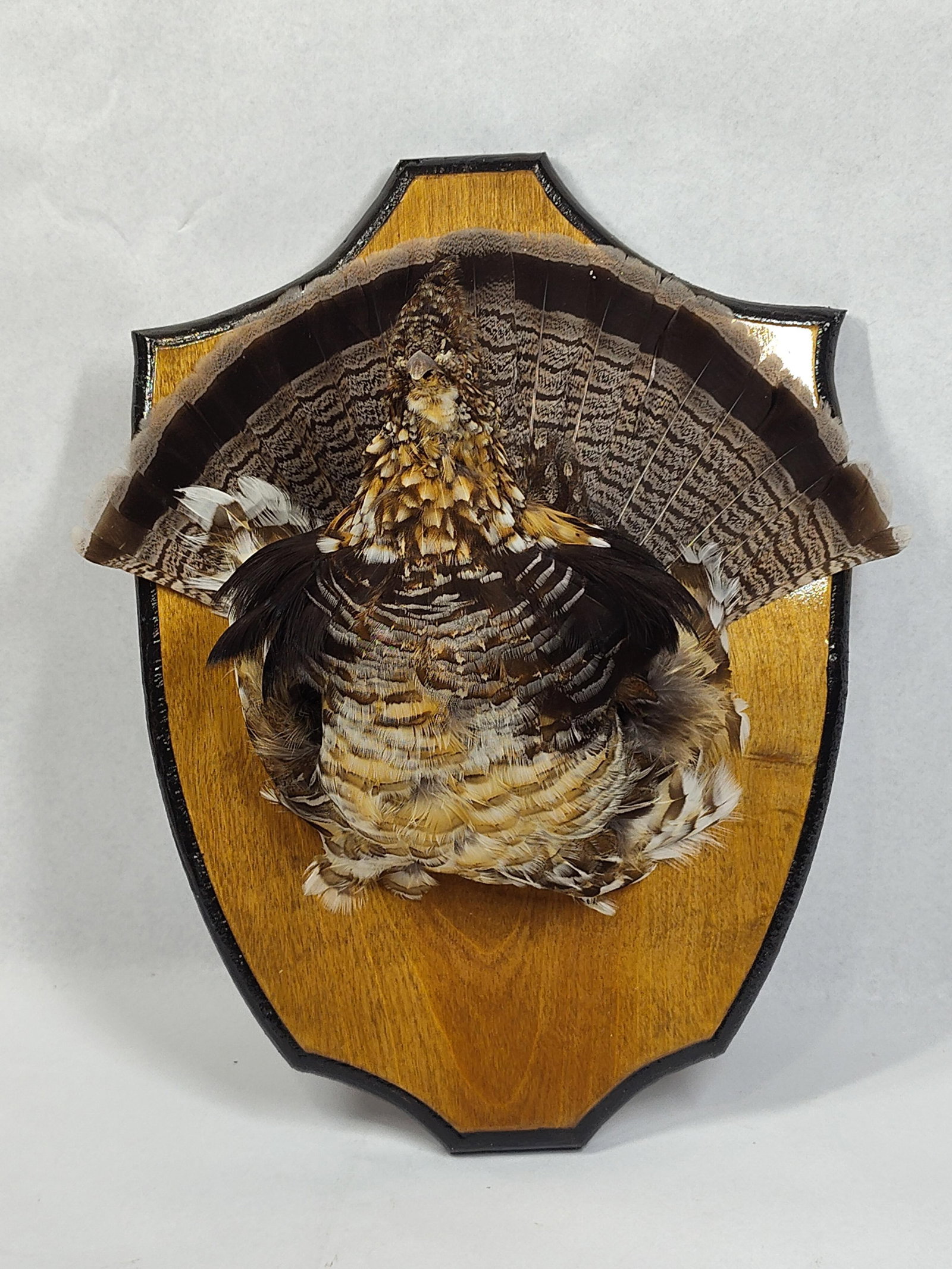 Ruffed Grouse Taxidermy Shield Mount: This taxidermy specimen features a Ruffed Grouse (Bonasa umbellus) presented in a strutting display. The mount includes the bird's head, upper body, partially spread wings, and a fully fanned