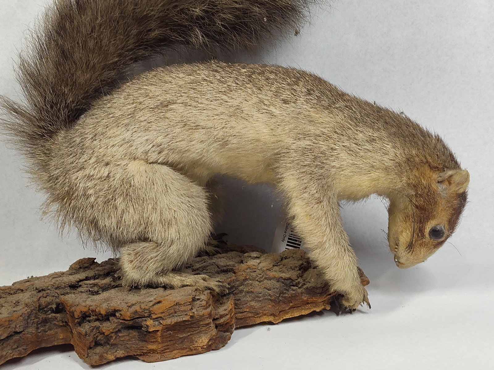 Fox Squirrel Taxidermy Mount on Bark: A life-size, full-body taxidermy mount of a squirrel, identified as a North American Fox Squirrel (Sciurus niger). The specimen is depicted in a forward-leaning, foraging pose with its large, bushy