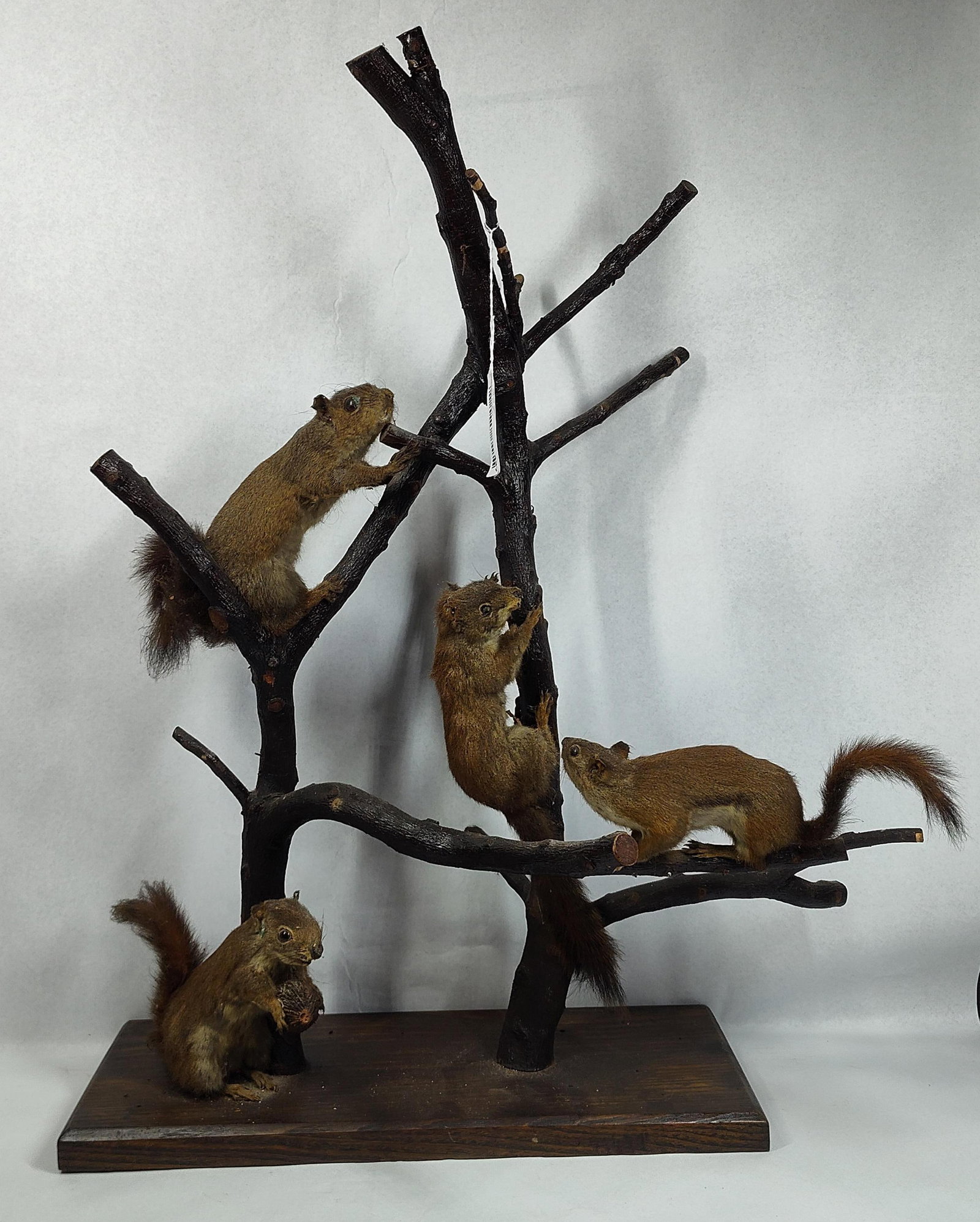 Four Taxidermy Red Squirrels Wood Mount (1 of 6)
