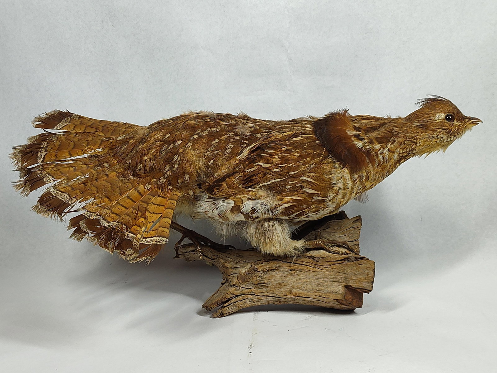 Ruffed Grouse Taxidermy on Driftwood (1 of 4)