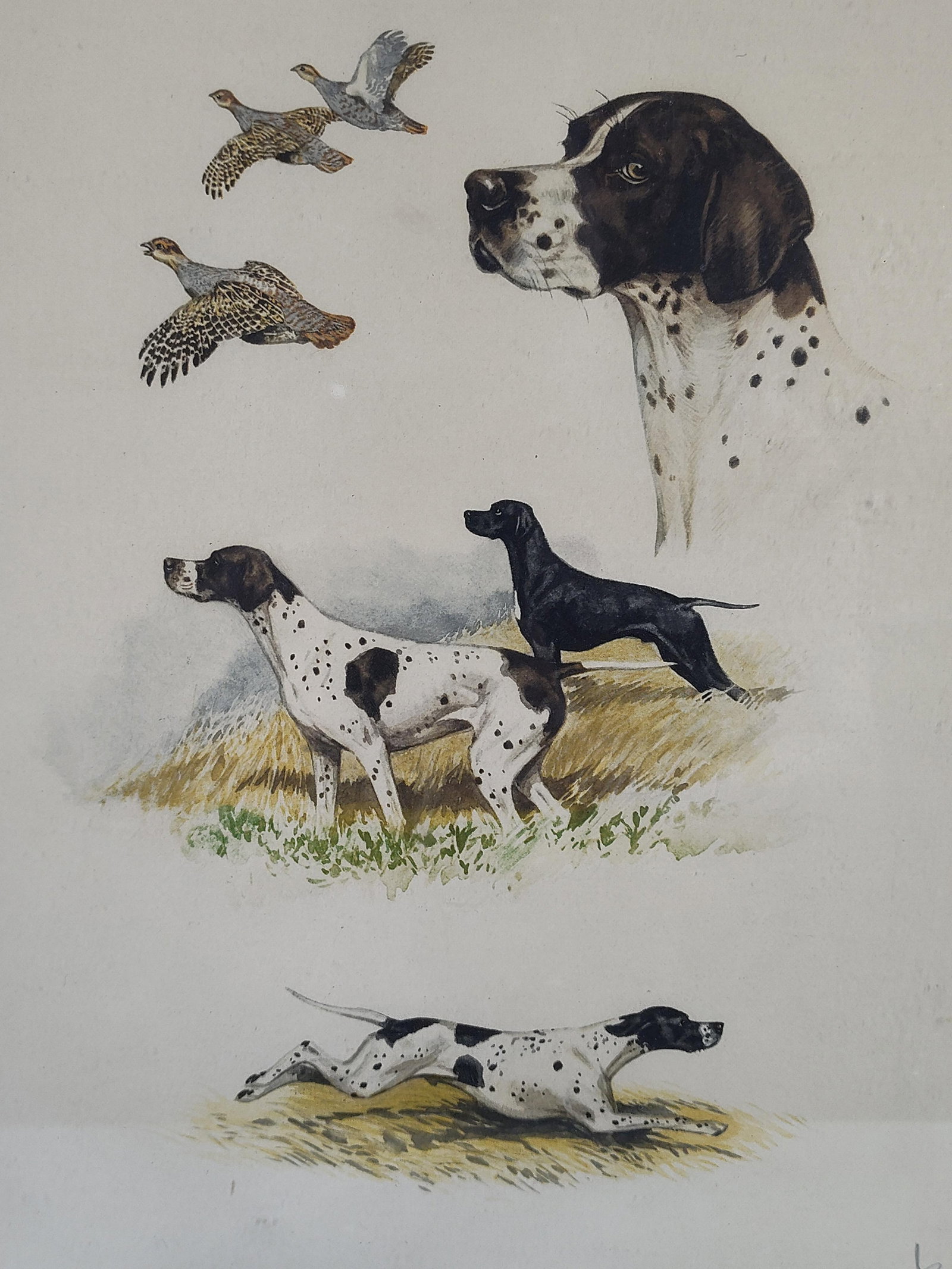 Boris Riab, Pointers & Game Birds, W/C - 3
