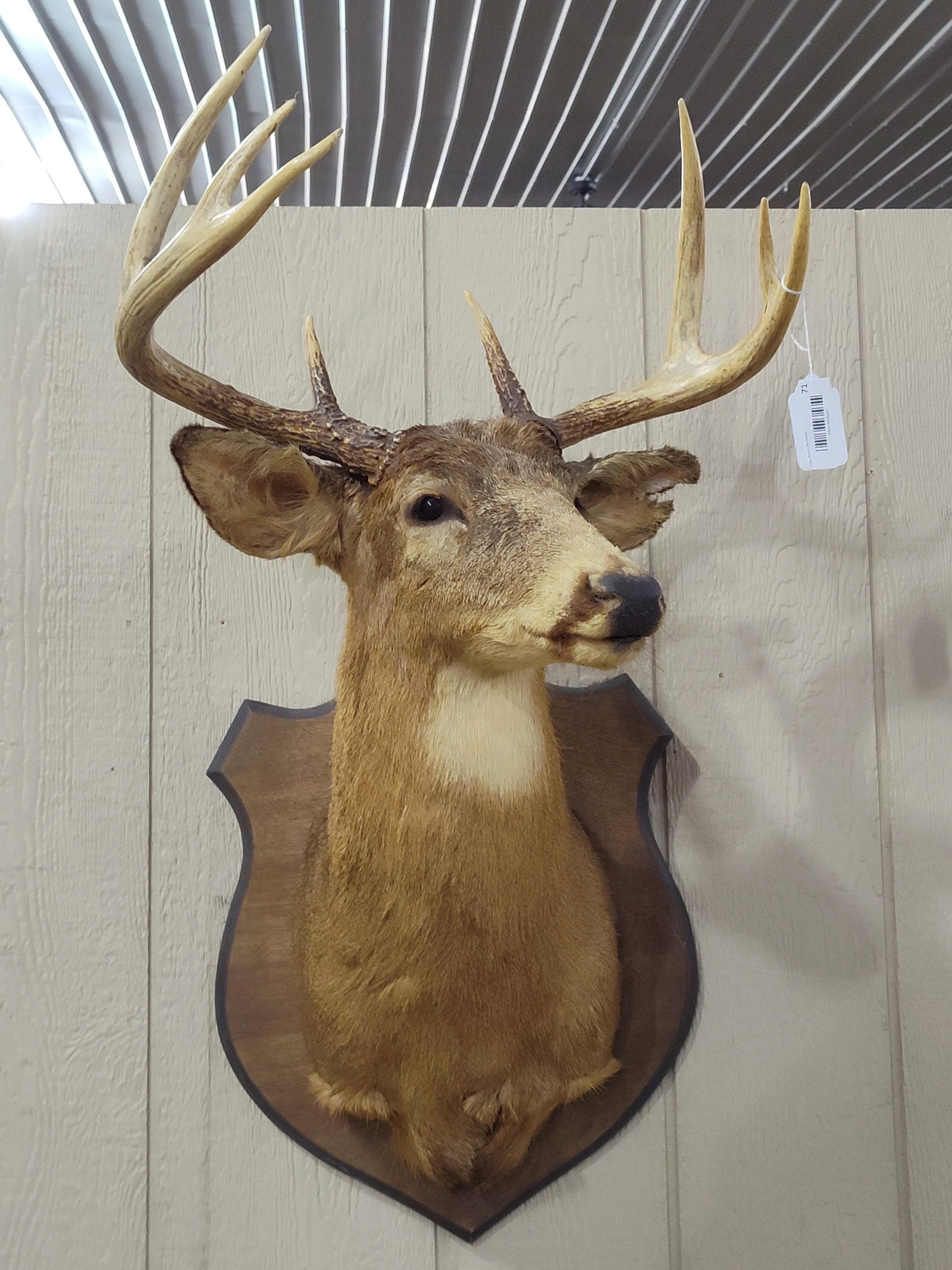 8-Point Whitetail Deer Shoulder Mount (1 of 5)