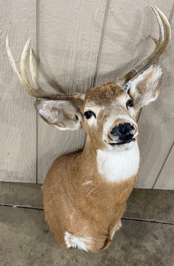 8-Point Whitetail Deer Shoulder Mount (1 of 4)