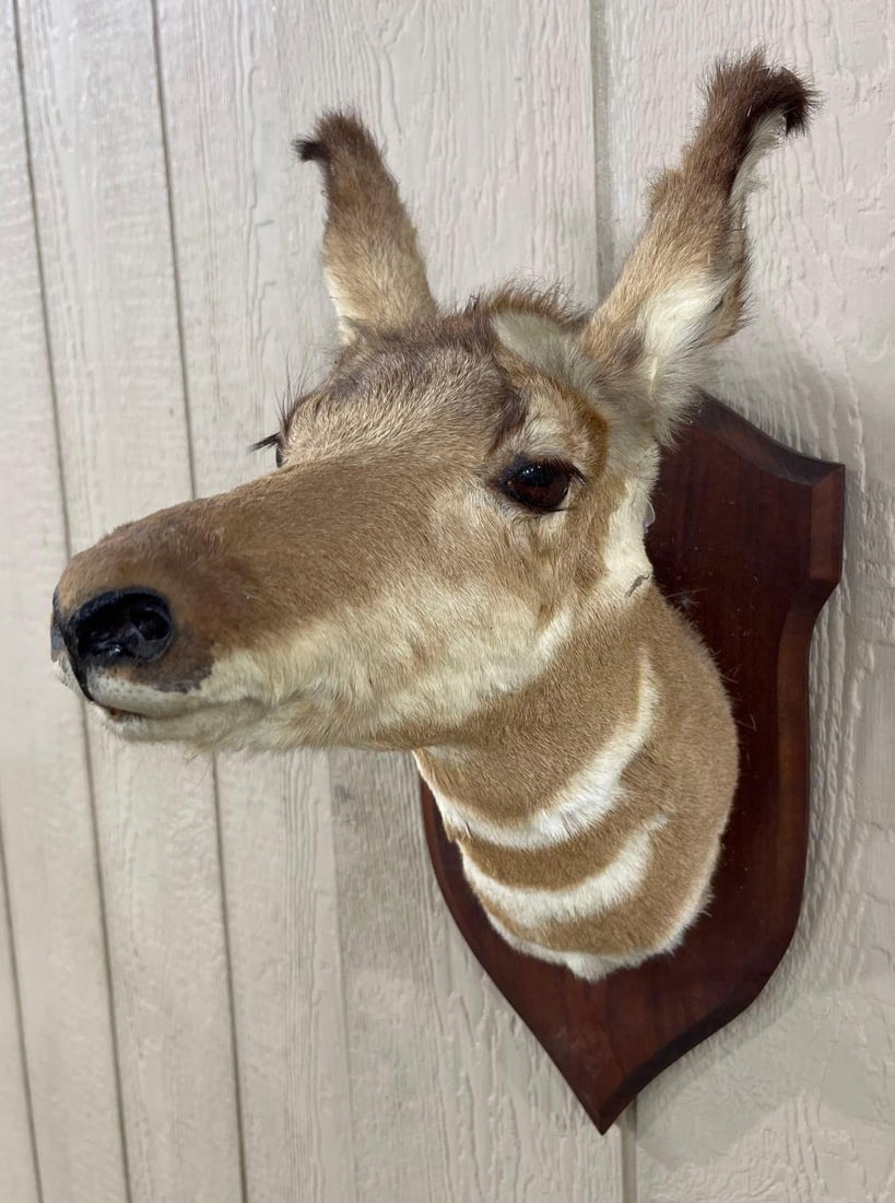Taxidermy Female Pronghorn Antelope: This lot features a taxidermy shoulder mount of a female Pronghorn (Antilocapra americana). The specimen is rendered in a neutral, forward-facing pose and displays the characteristic tan-colored fur a
