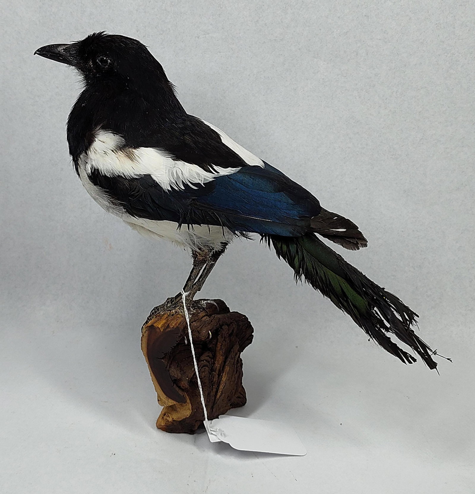 Taxidermy Magpie on Burl Wood Base: This is a full-body taxidermy specimen of a magpie, a member of the Pica genus, often identified in similar commercial contexts as the Eurasian Magpie (Pica pica). The specimen is mounted in a life-li