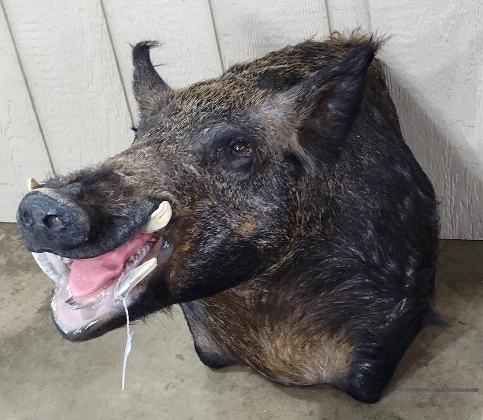 Wild Boar Taxidermy Shoulder Mount: This lot features a professional taxidermy shoulder mount of a Wild Boar (Sus scrofa), a specimen frequently referred to in the trade as a Russian Boar. The mount is posed in an aggressive, open-mouth