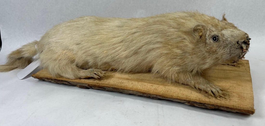 Leucistic Woodchuck Taxidermy Mount: This lot consists of a full-body life-size taxidermy mount of a woodchuck (Marmota monax), also known as a groundhog. The specimen exhibits a rare leucistic color phase, characterized by uniform blond