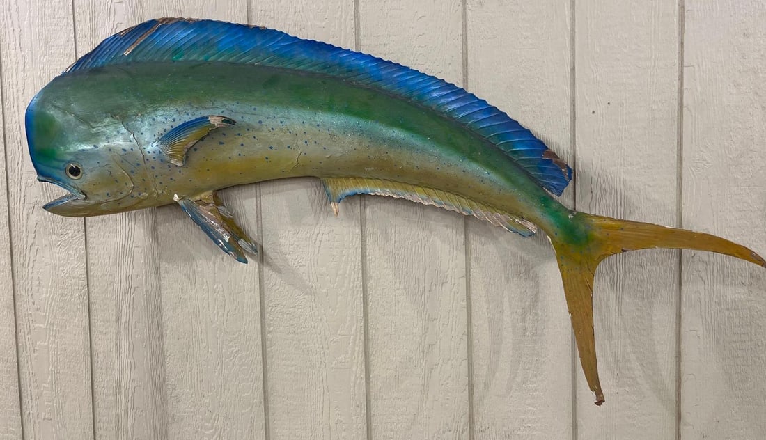 Bull Mahi-Mahi Fiberglass Wall Mount: A large-scale taxidermy-style wall mount reproduction of a male Mahi-Mahi (Coryphaena hippurus), frequently referred to as a Bull Dorado or Dolphin fish. The specimen is a full-mount replica crafted f