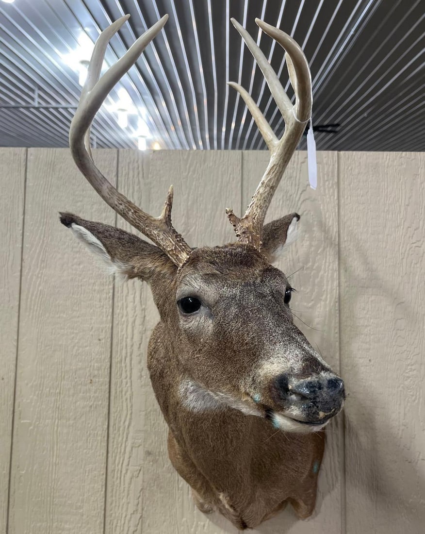 8-Point Whitetail Deer Shoulder Mount (1 of 4)